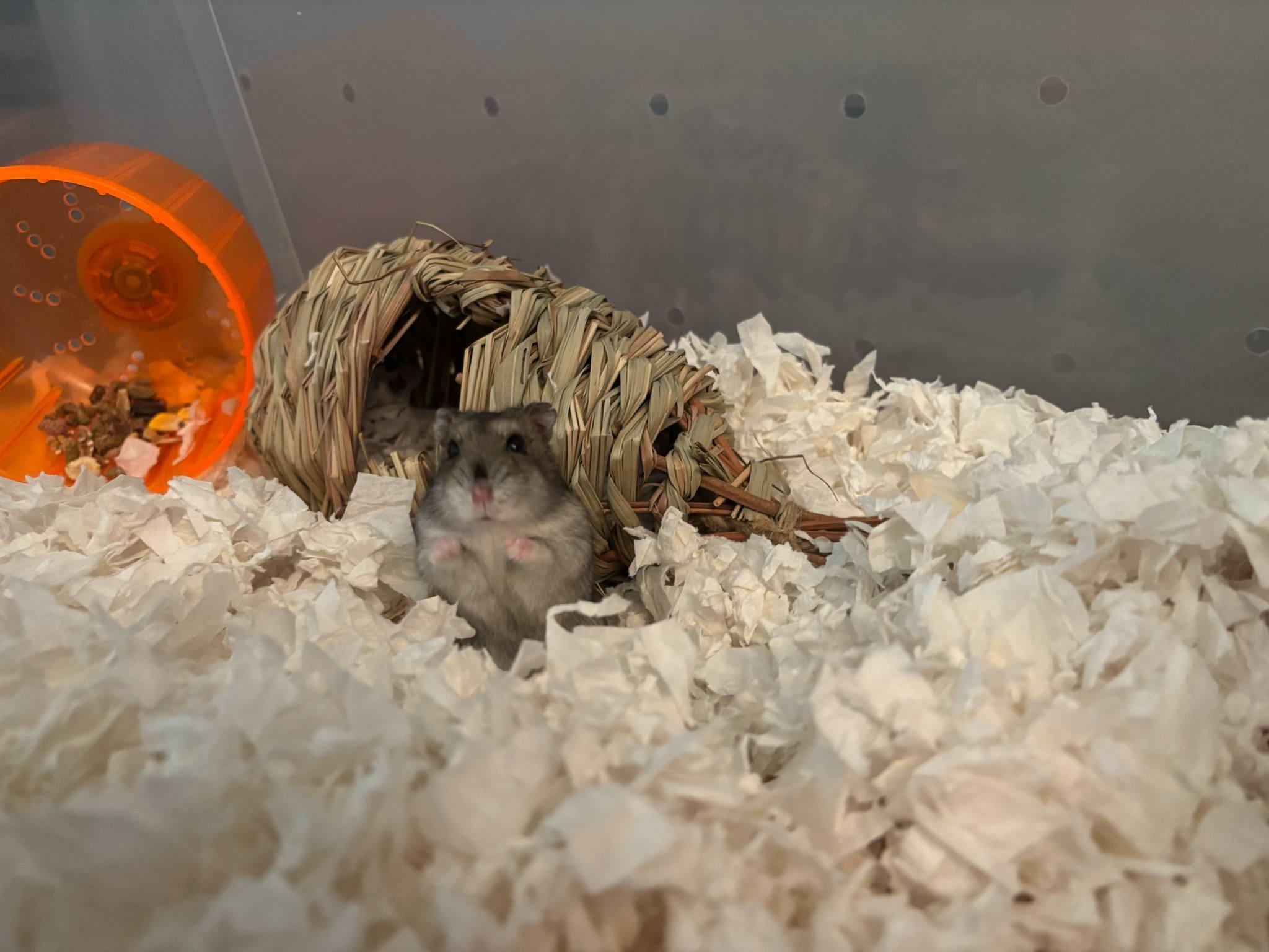 Enlarge Teal, a Adoptable Dwarf Hamster in FRANKTON, IN image 1/2
