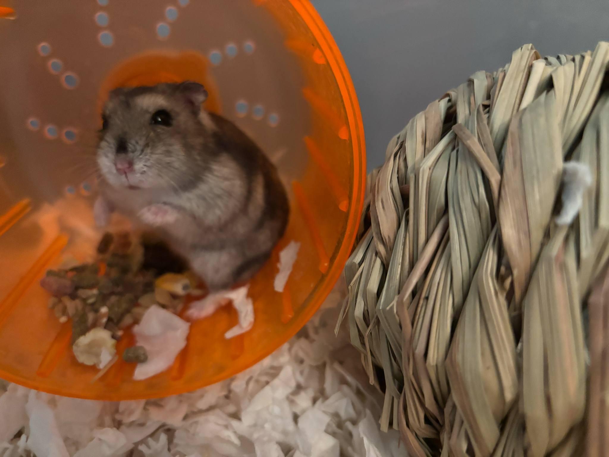 Enlarge Teal, a Adoptable Dwarf Hamster in FRANKTON, IN image 2/2