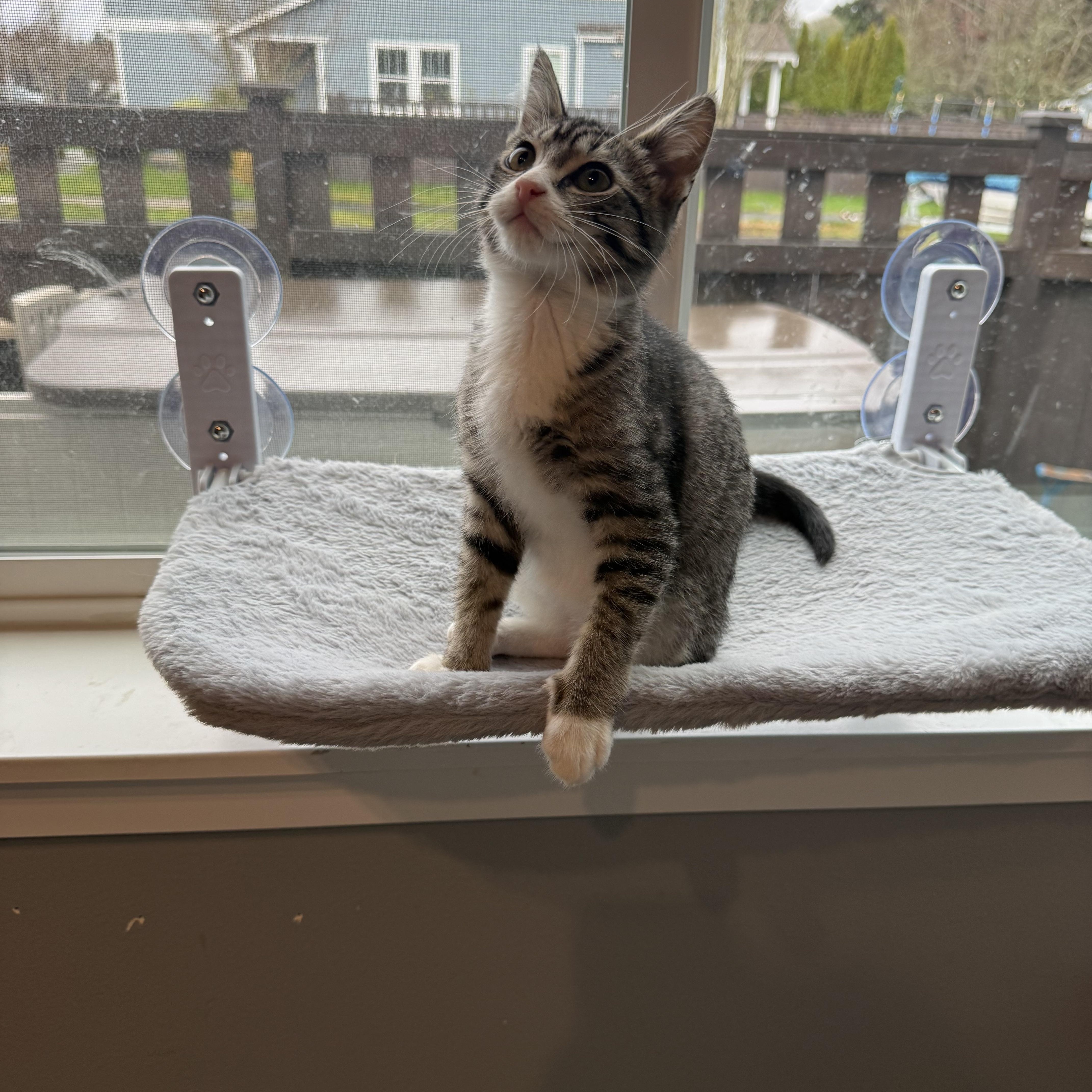 Enlarge Ross, a ADOPTABLE Domestic Short Hair in Rochester, WA image 2/3