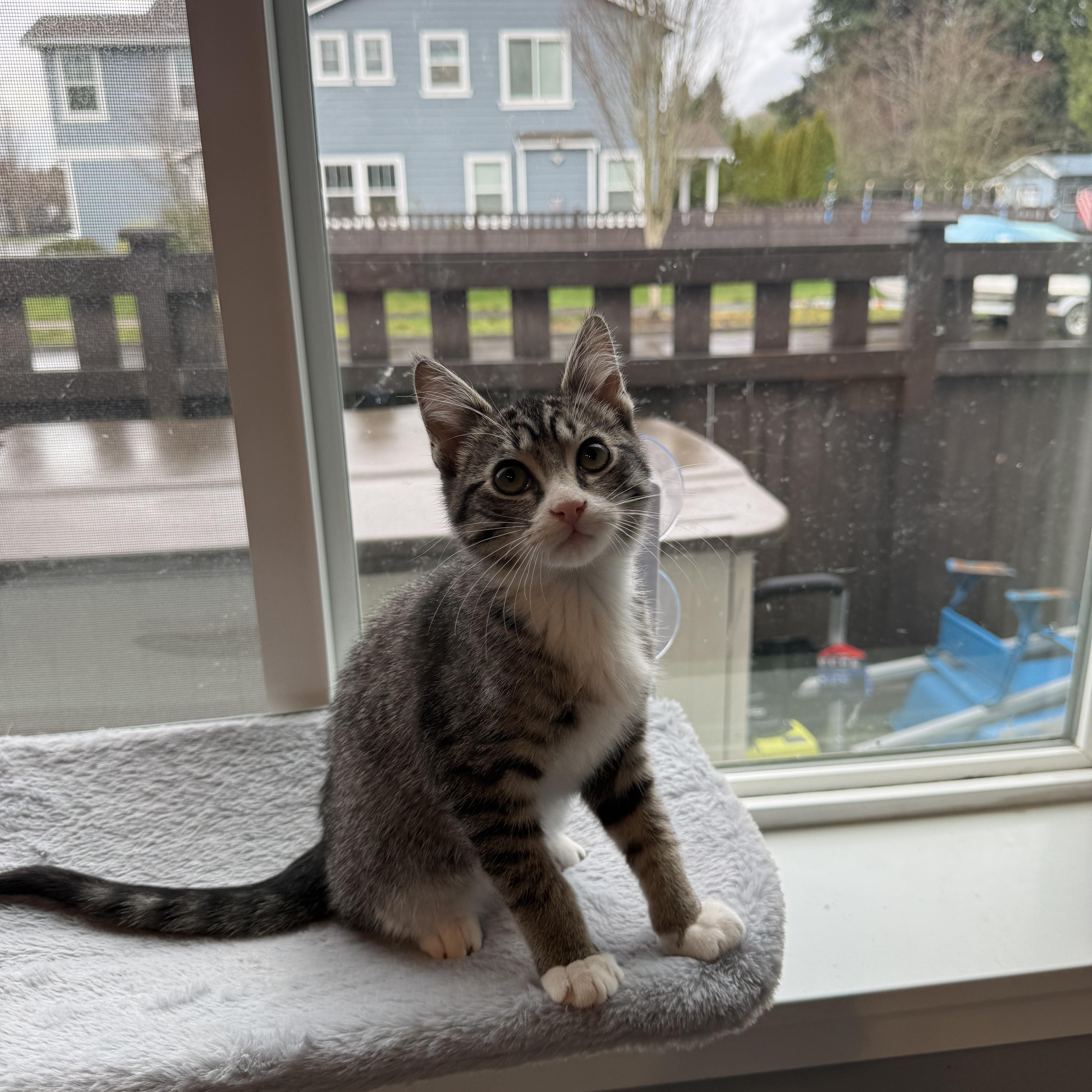 Ross, ADOPTABLE, Kitten Male Domestic Short Hair.