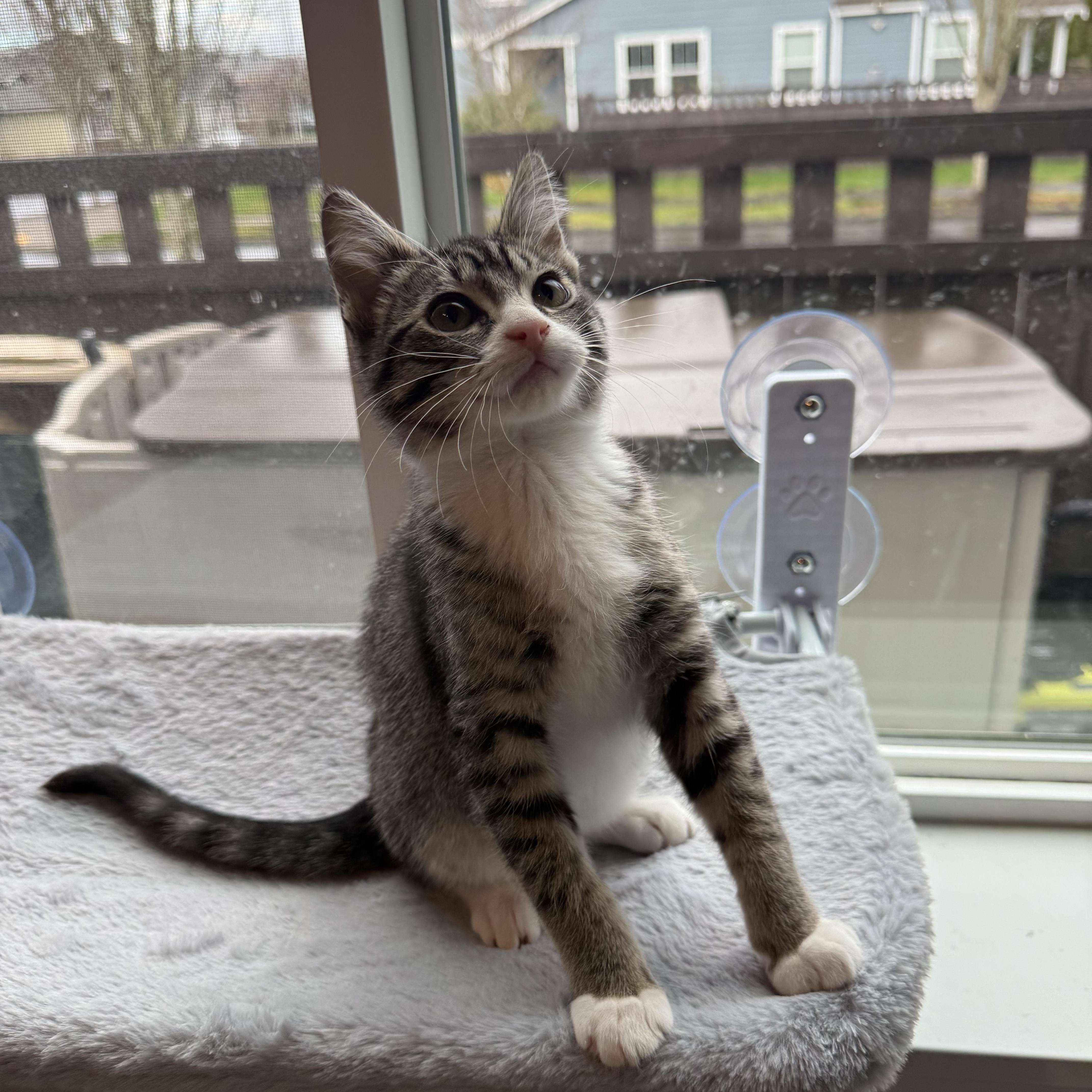 Enlarge Ross, a ADOPTABLE Domestic Short Hair in Rochester, WA image 3/3