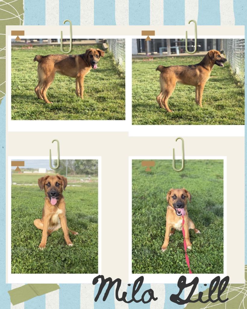 Enlarge Milo Gill, a Adoptable mixed breed in Hopkinsville, KY image 1/3