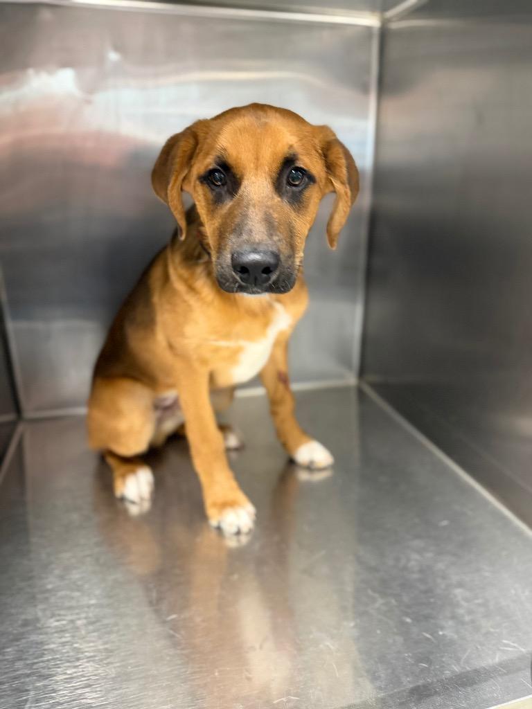 Enlarge Milo Gill, a Adoptable mixed breed in Hopkinsville, KY image 1/2