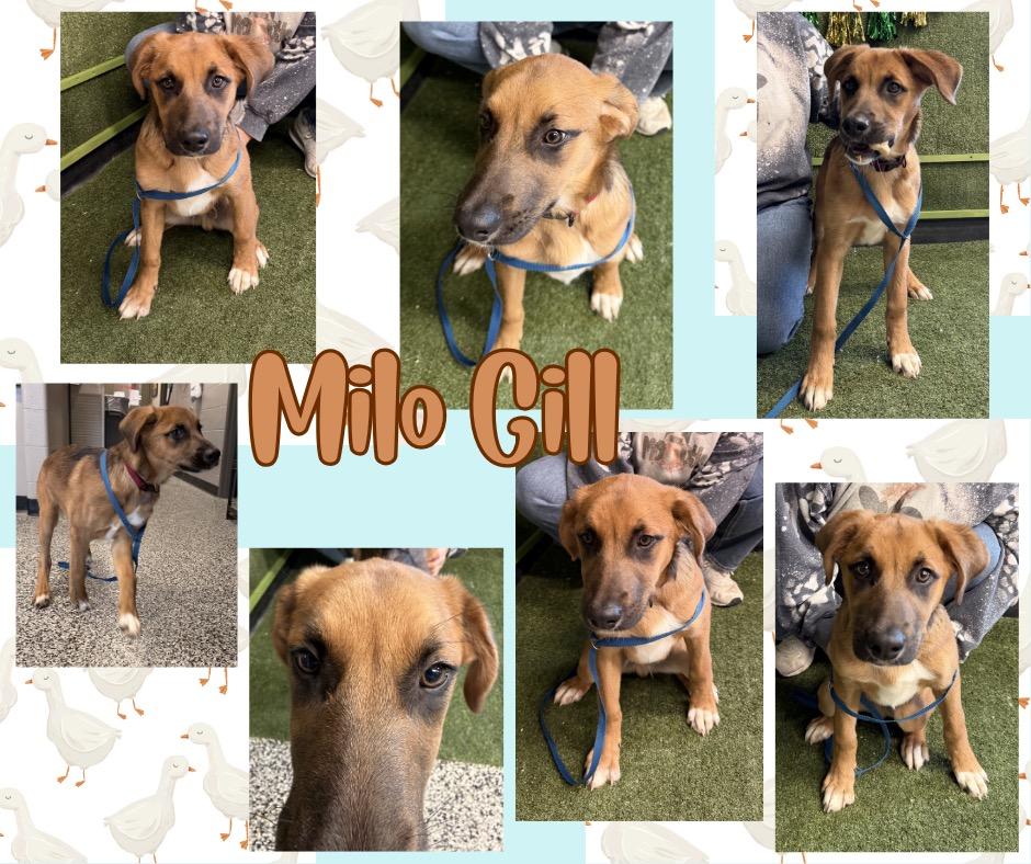 Enlarge Milo Gill, a Adoptable mixed breed in Hopkinsville, KY image 2/2