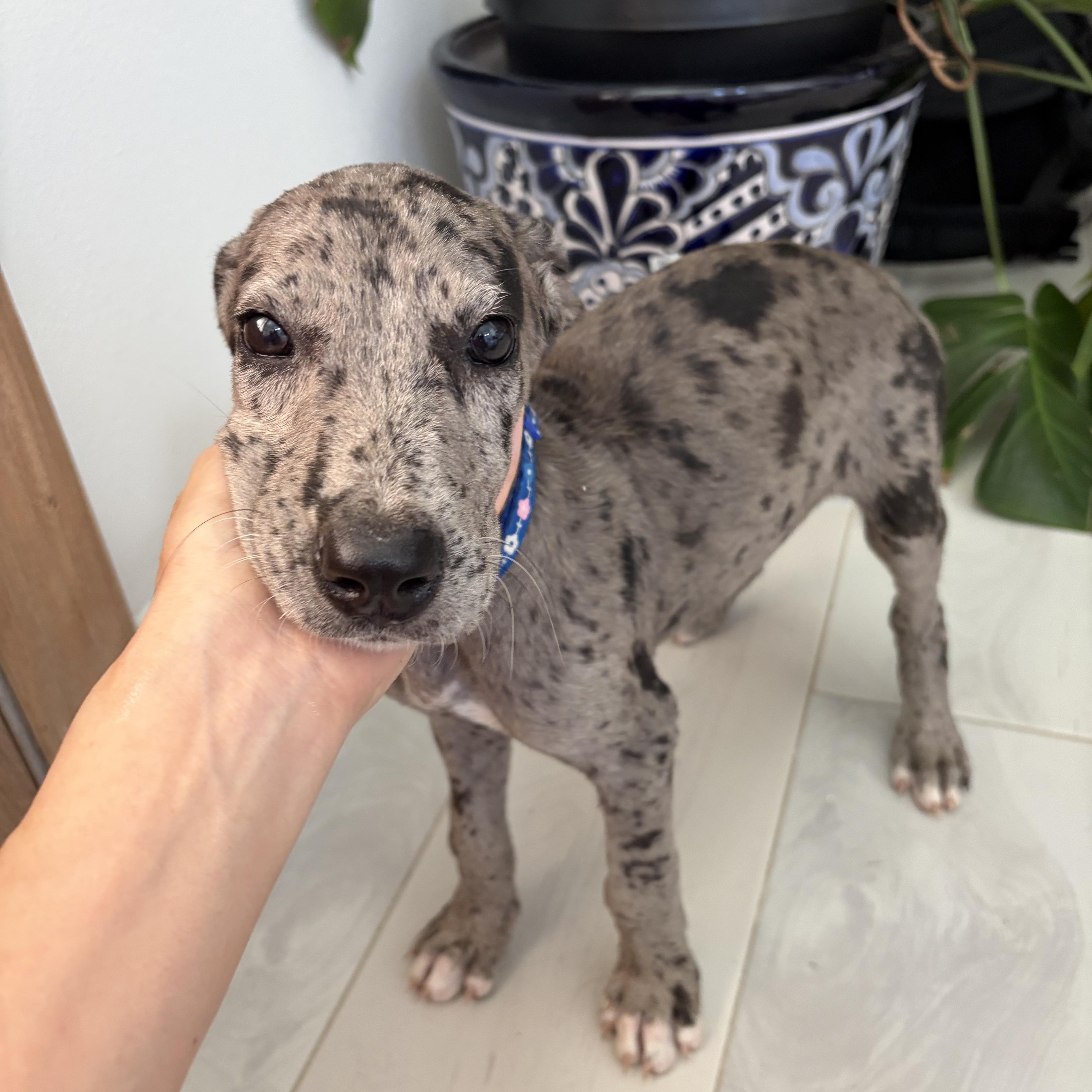Pebbles, Adopted, Puppy Female Great Dane & German Shepherd Dog.