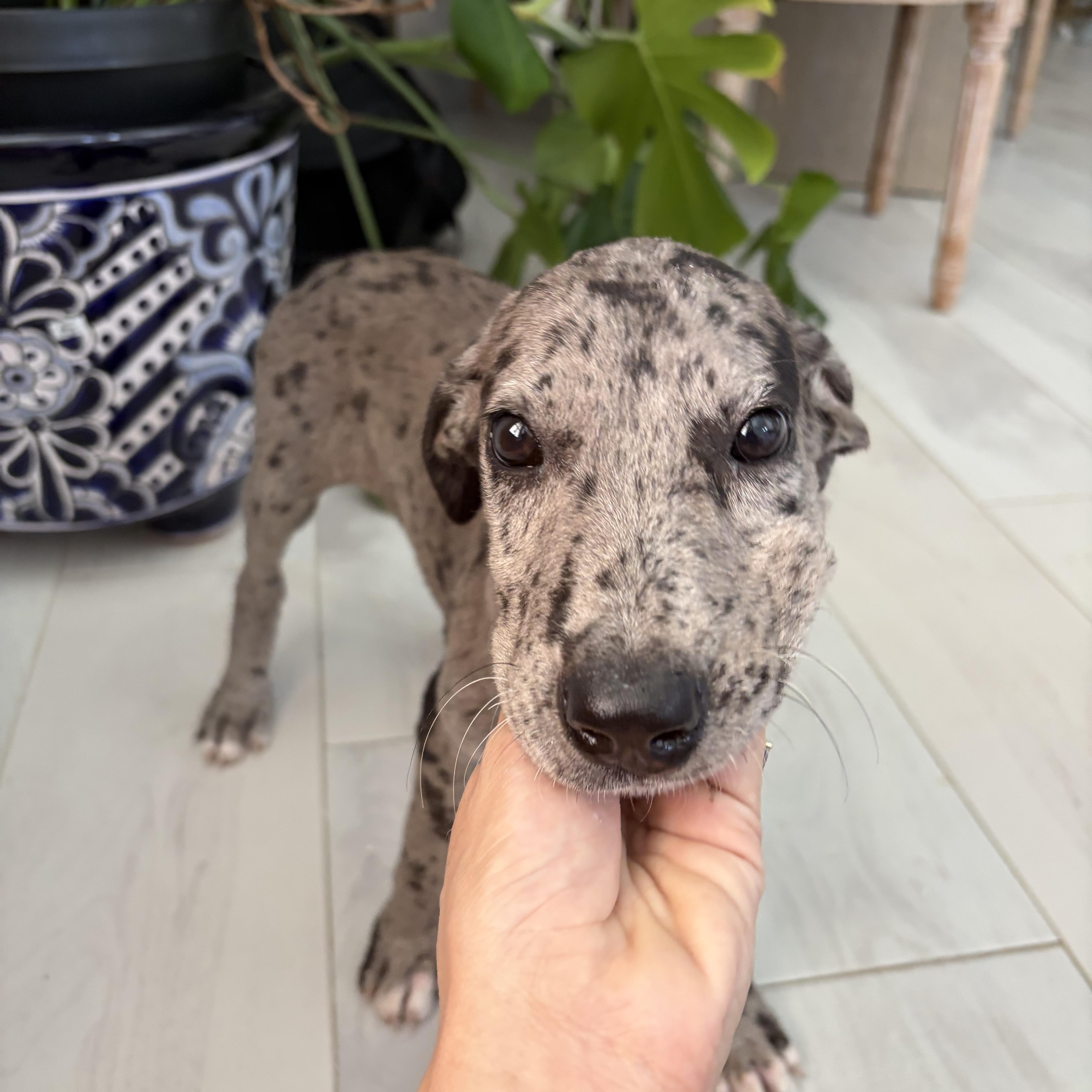 Enlarge Pebbles, a Adopted mixed breed in Pittsburgh, PA image 2/2