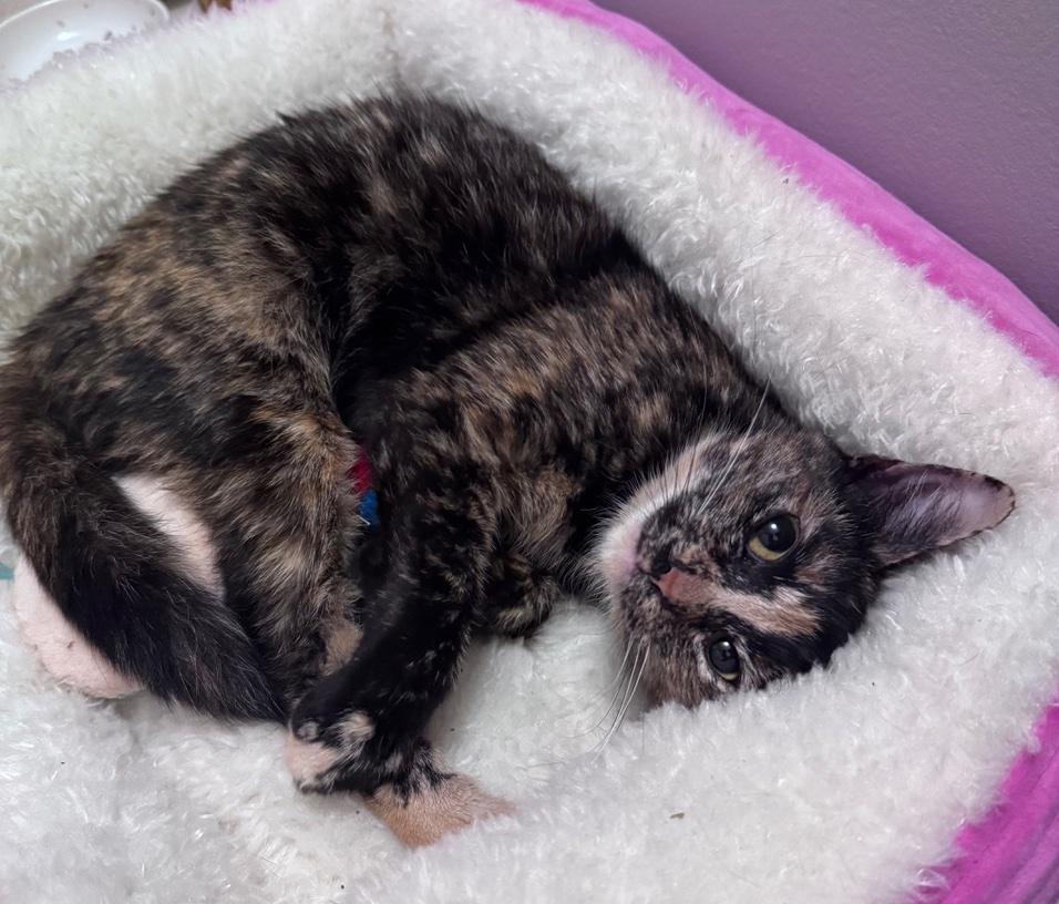 Enlarge Helena, a Adoptable Domestic Short Hair in Washington Grove, MD image 3/3
