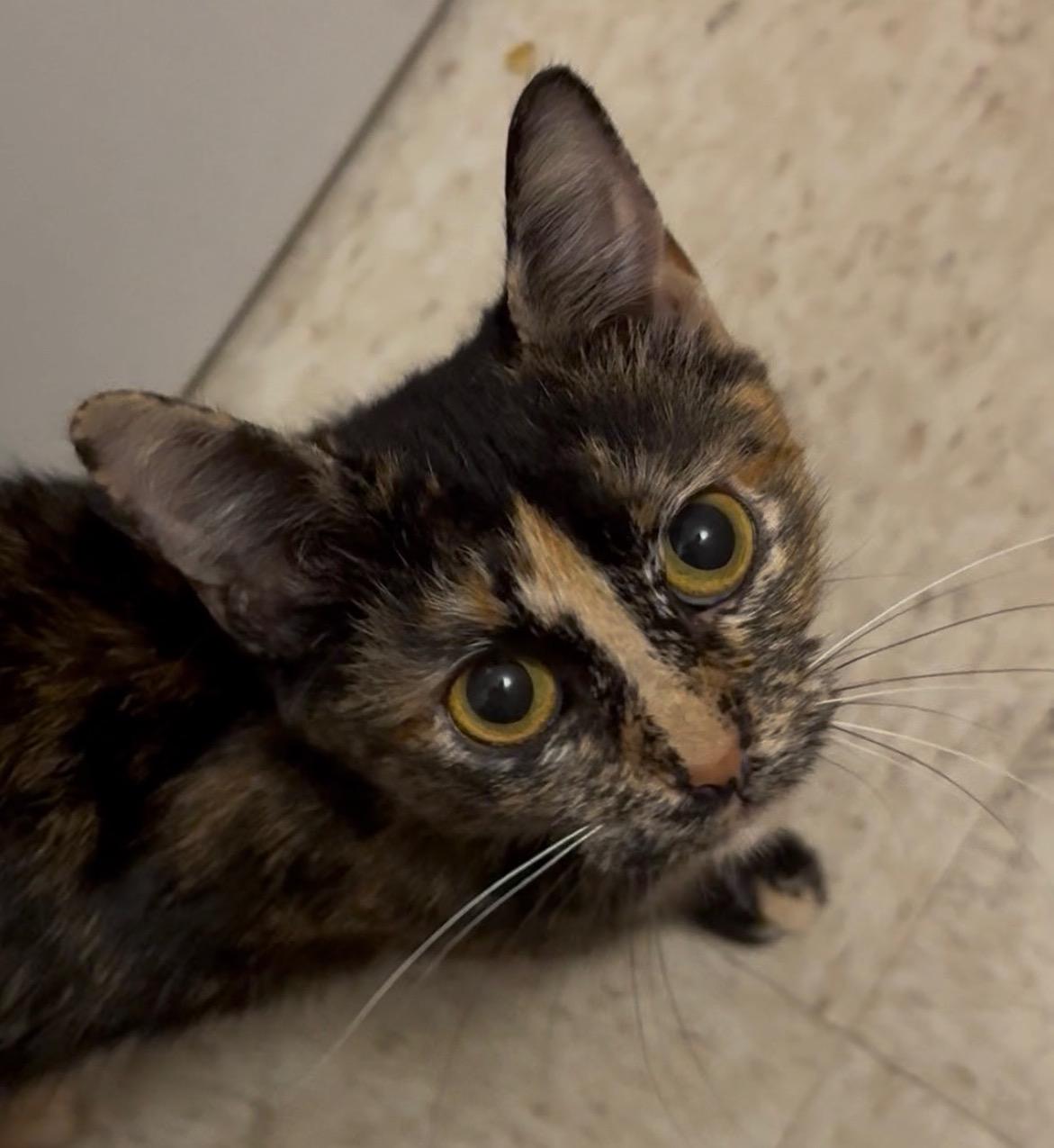 Enlarge Helena, a Adoptable Domestic Short Hair in Washington Grove, MD image 1/3