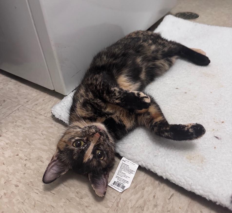 Enlarge Helena, a Adoptable Domestic Short Hair in Washington Grove, MD image 2/3