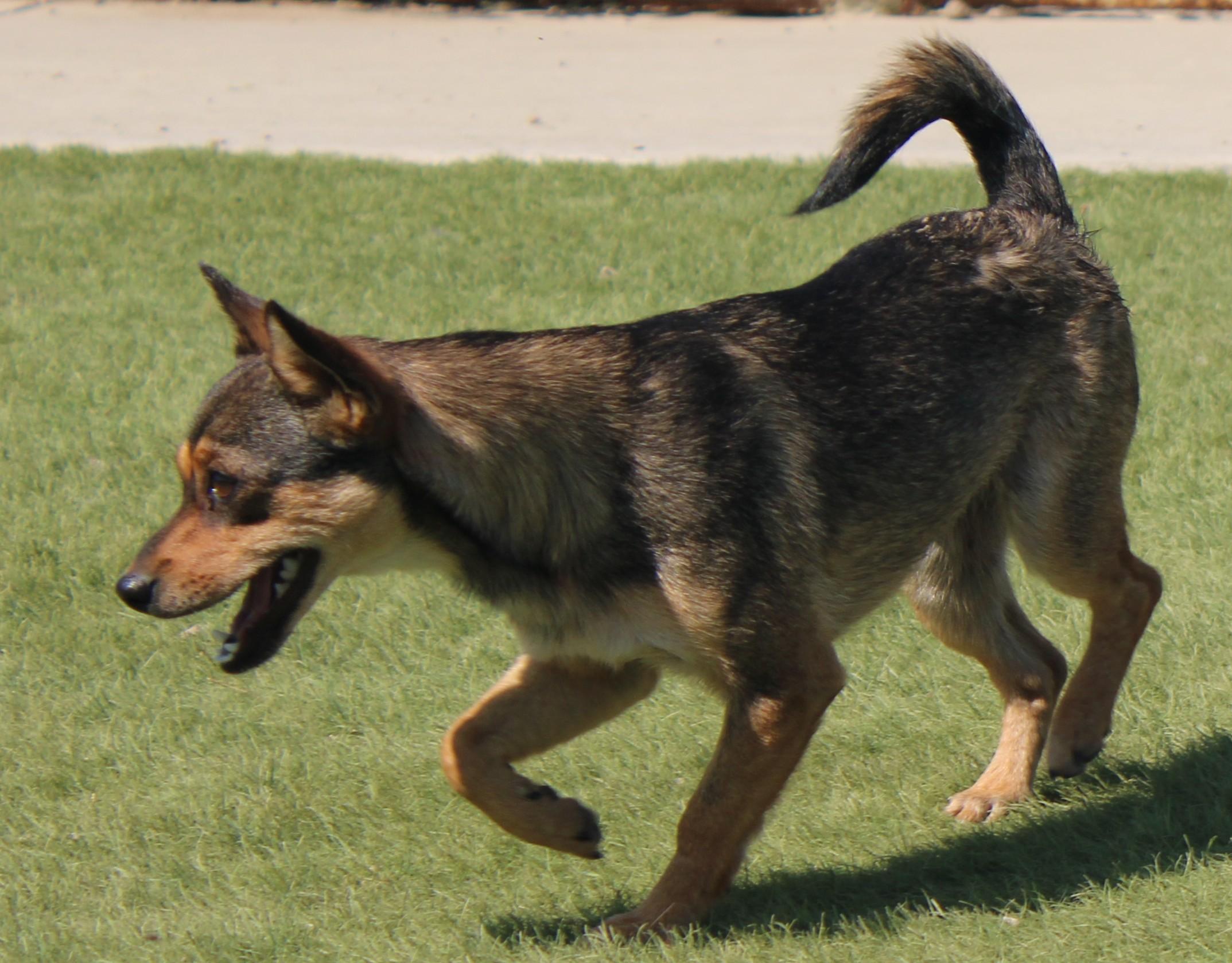 Enlarge BEATRICE (AVAILABLE SEPT. 25), a Adopted mixed breed in Wasco, CA image 5/6