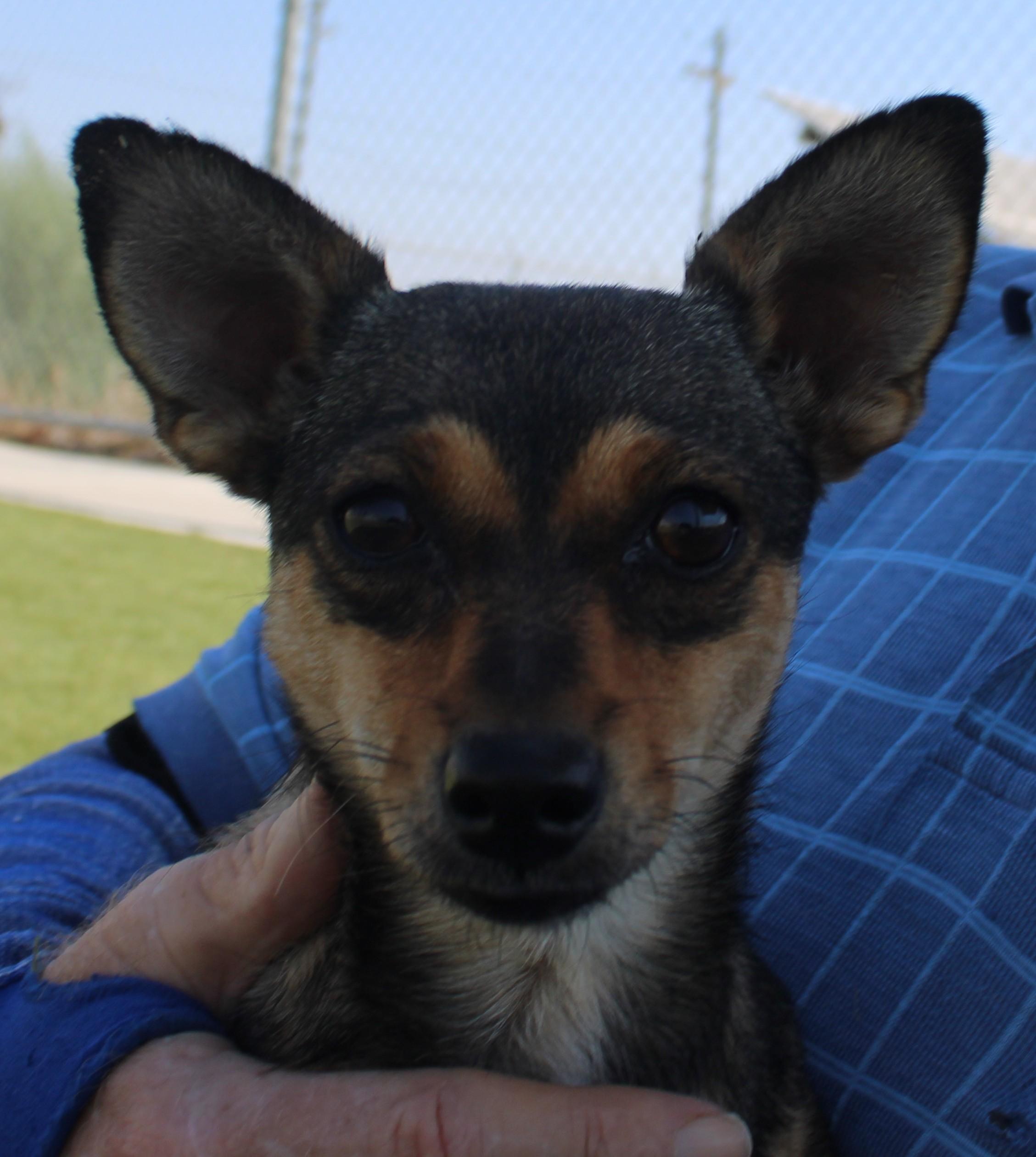BEATRICE (AVAILABLE SEPT. 25), Adopted, Young Female Chihuahua.