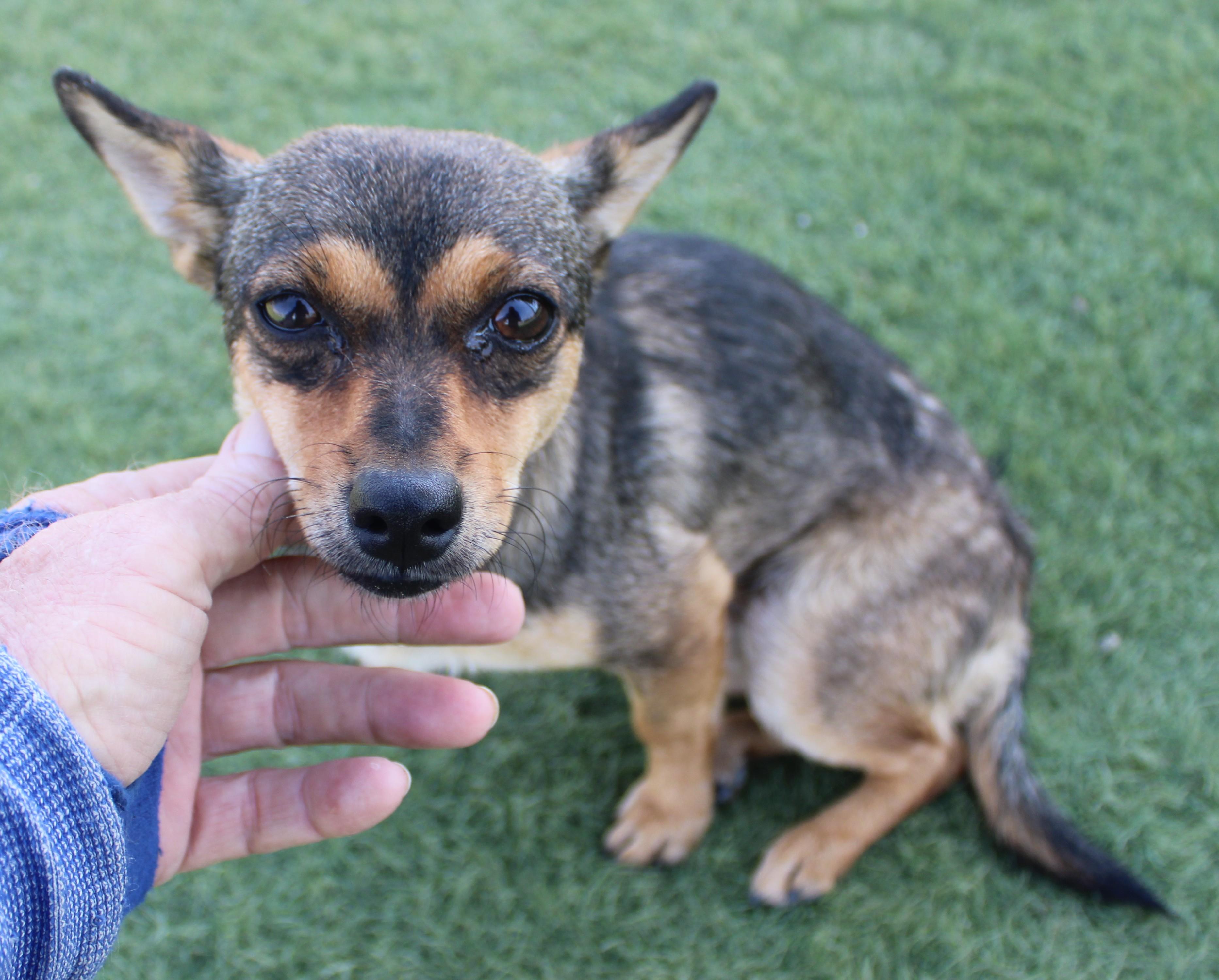 Enlarge BEATRICE (AVAILABLE SEPT. 25), a Adopted mixed breed in Wasco, CA image 2/6