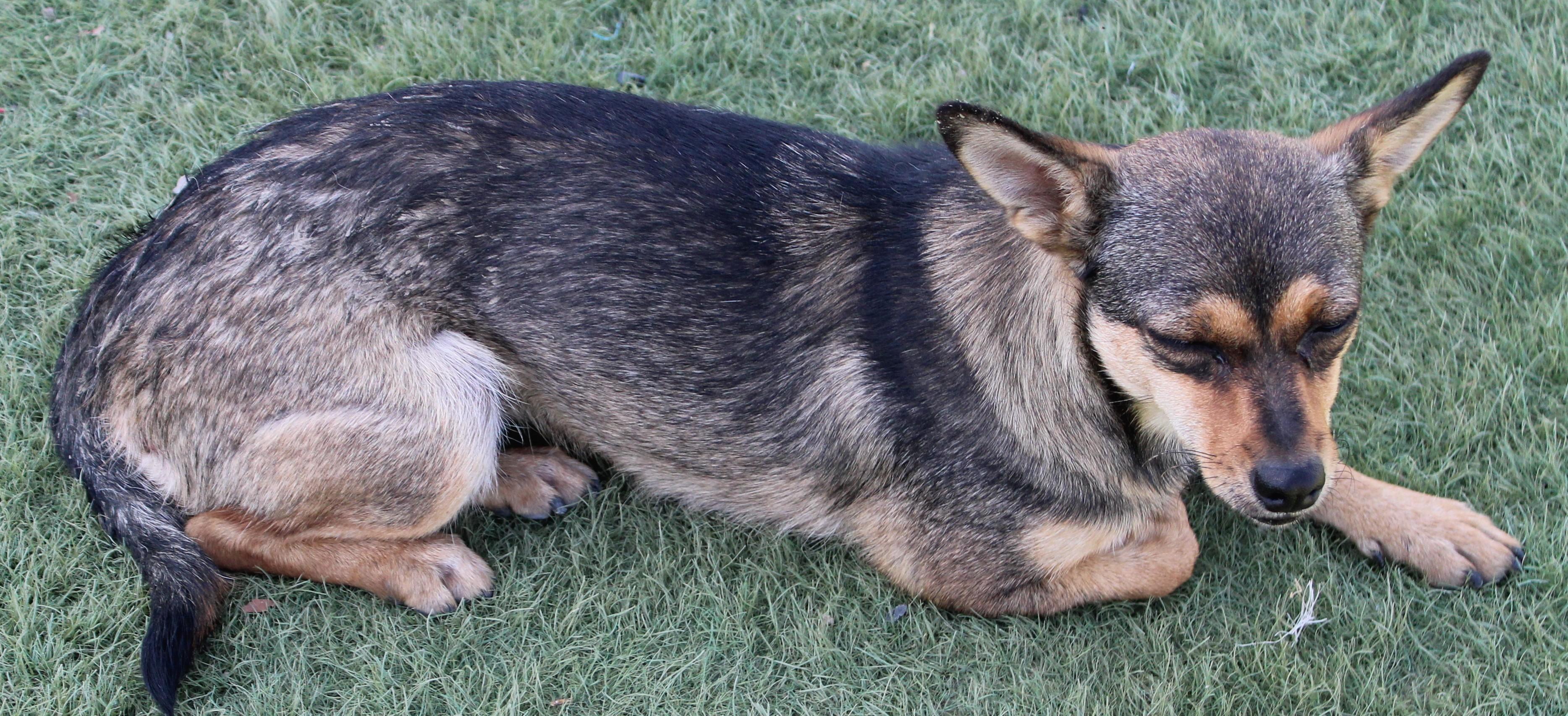 Enlarge BEATRICE (AVAILABLE SEPT. 25), a Adopted mixed breed in Wasco, CA image 4/6