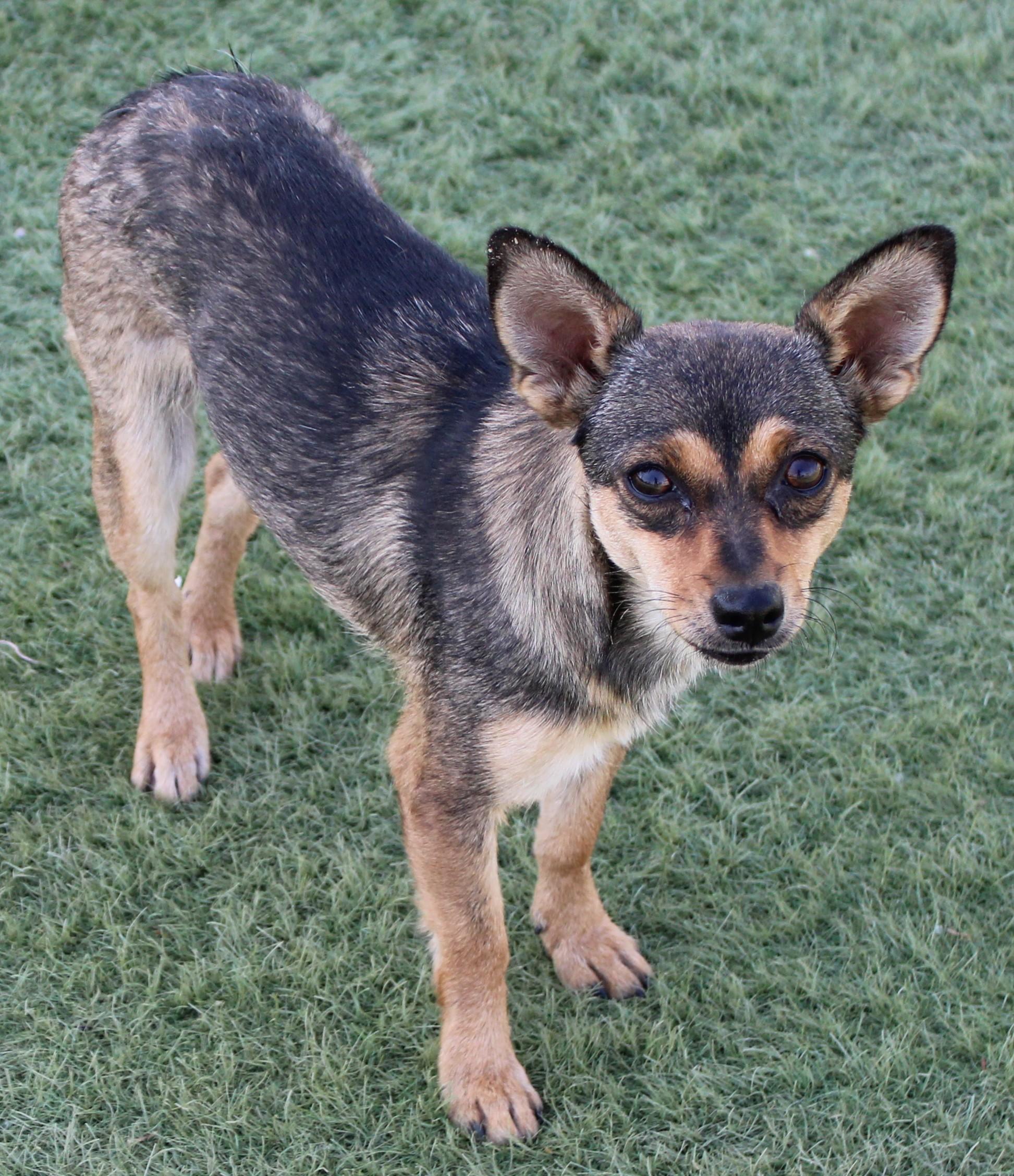 Enlarge BEATRICE (AVAILABLE SEPT. 25), a Adopted mixed breed in Wasco, CA image 3/6