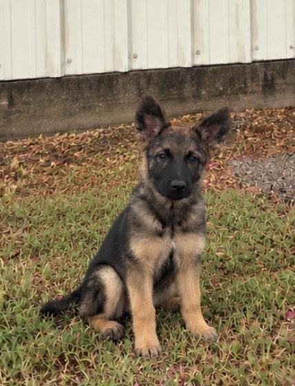 Heidi, Adoptable, Young Female German Shepherd Dog.