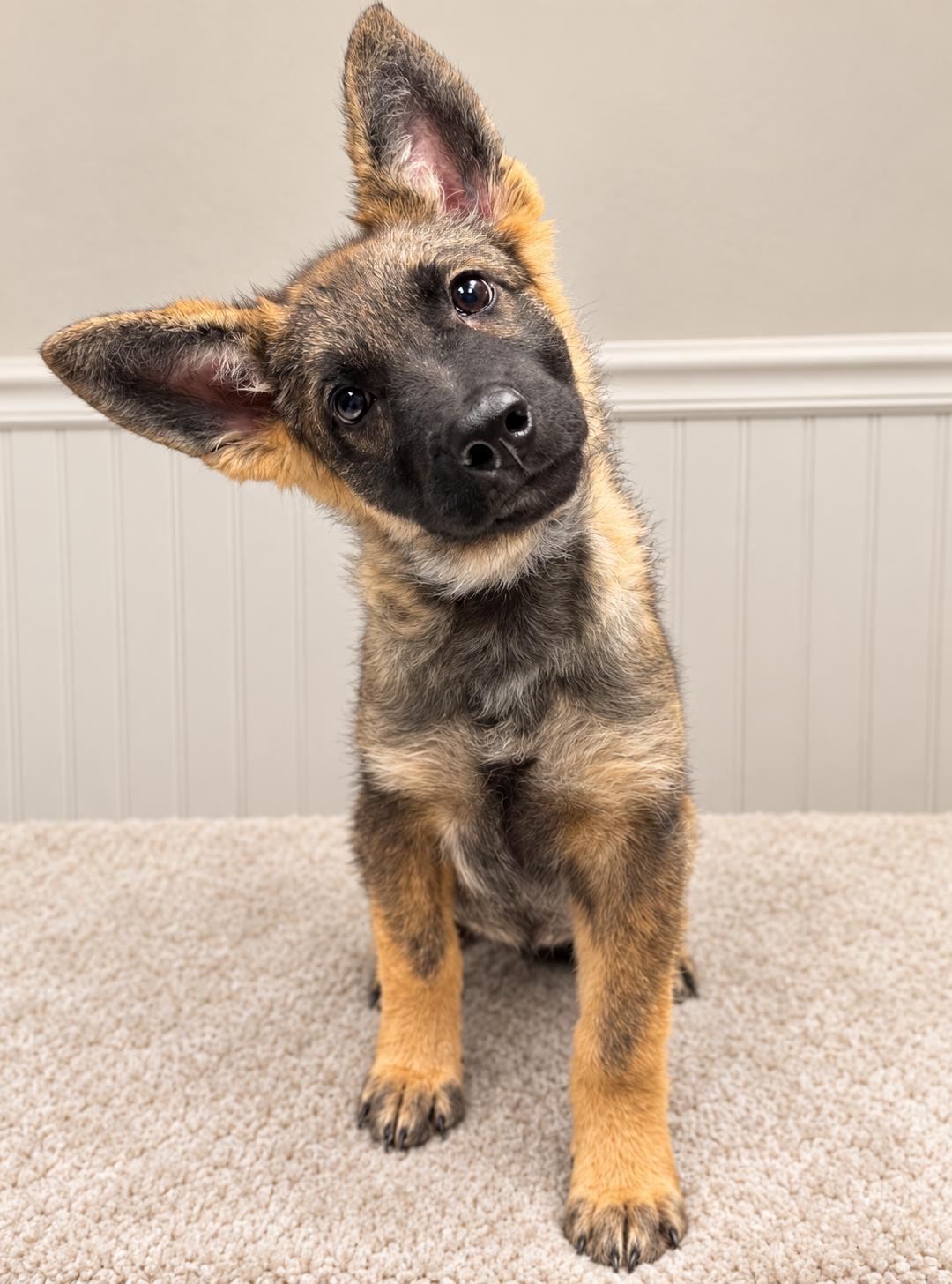 Enlarge Heidi, a Adoptable German Shepherd Dog in Dallas, TX image 2/3