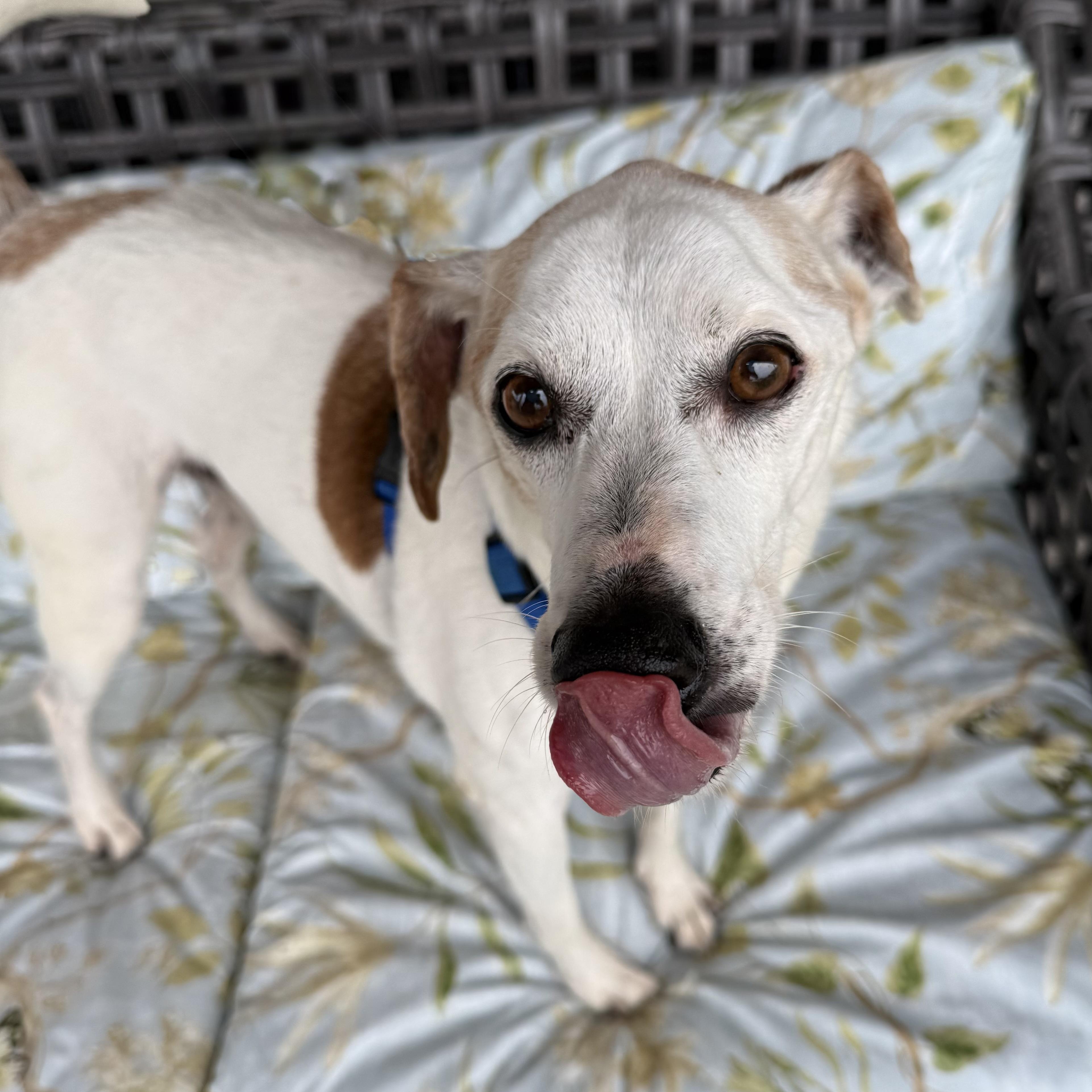 Enlarge Opie, a Adoptable mixed breed in Washington, PA image 2/6