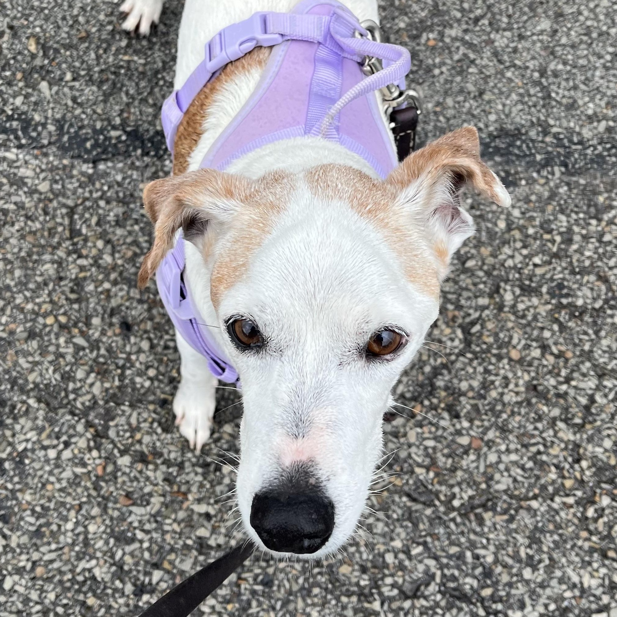 Opie, a Adoptable mixed breed in Washington, PA image 6/6