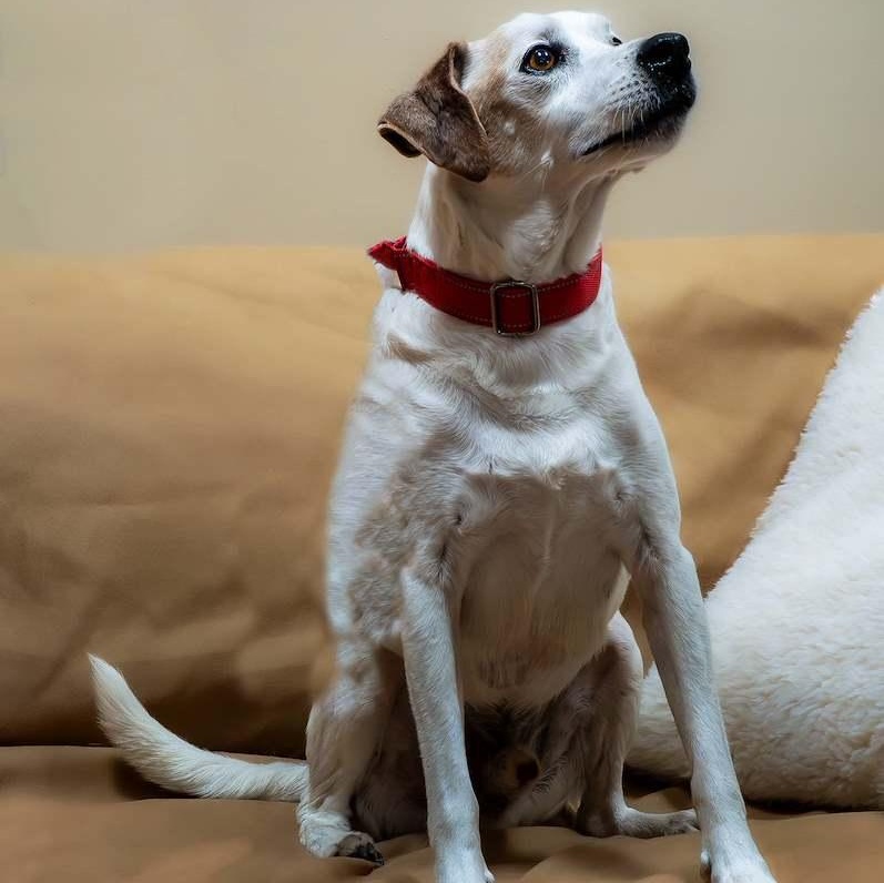 Opie, a Adoptable mixed breed in Washington, PA image 4/6