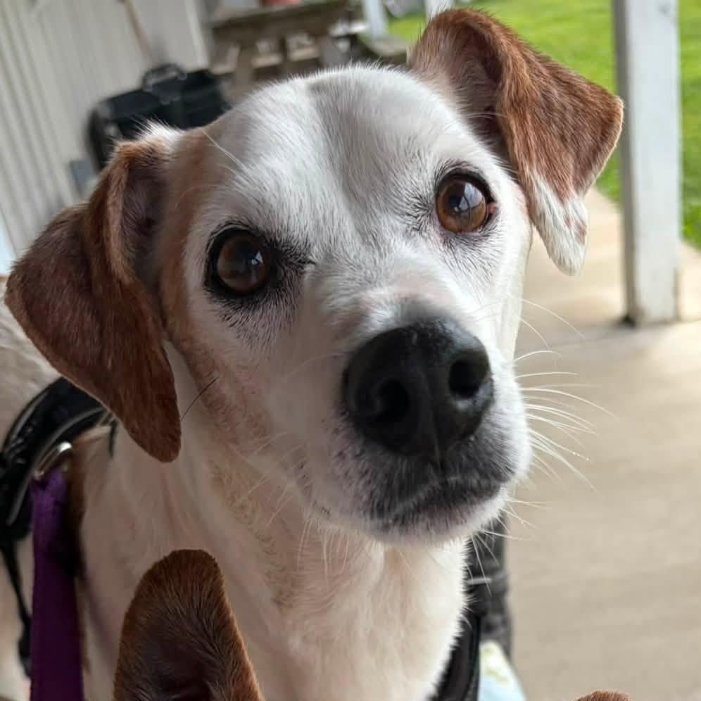Opie, a Adoptable mixed breed in Washington, PA image 3/6