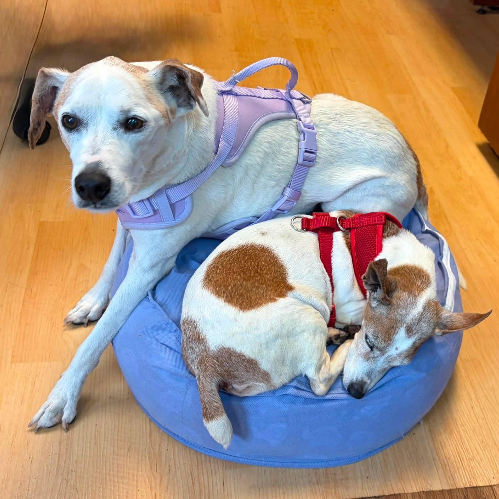 Opie, a Adoptable mixed breed in Washington, PA image 2/6