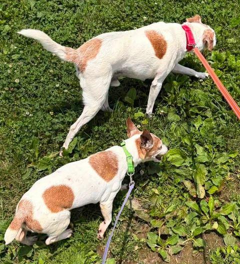 Opie, a Adoptable mixed breed in Washington, PA image 5/6