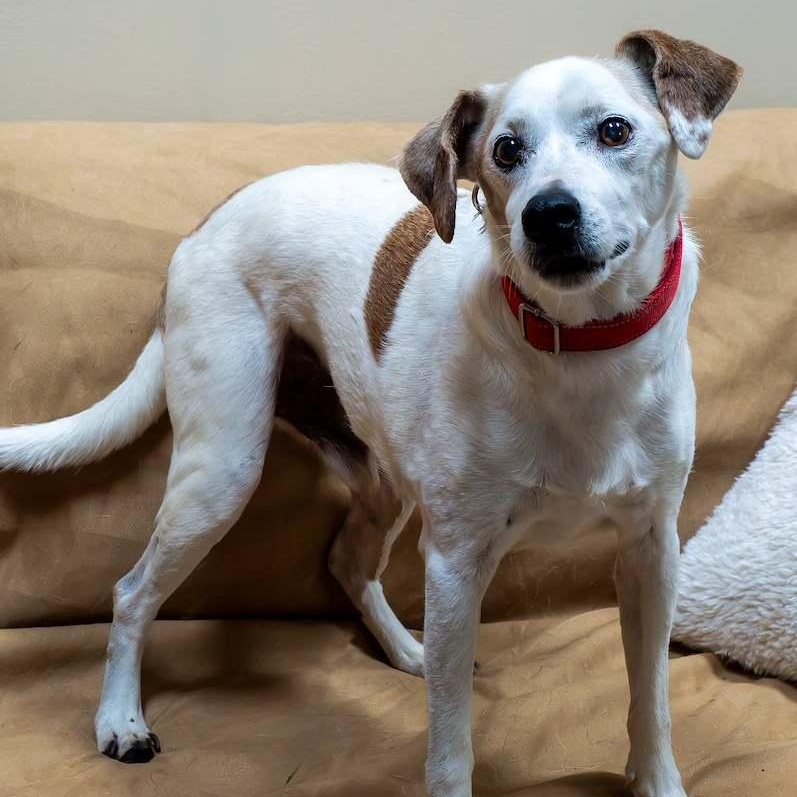 Opie, Adoptable, Senior Male Jack Russell Terrier.