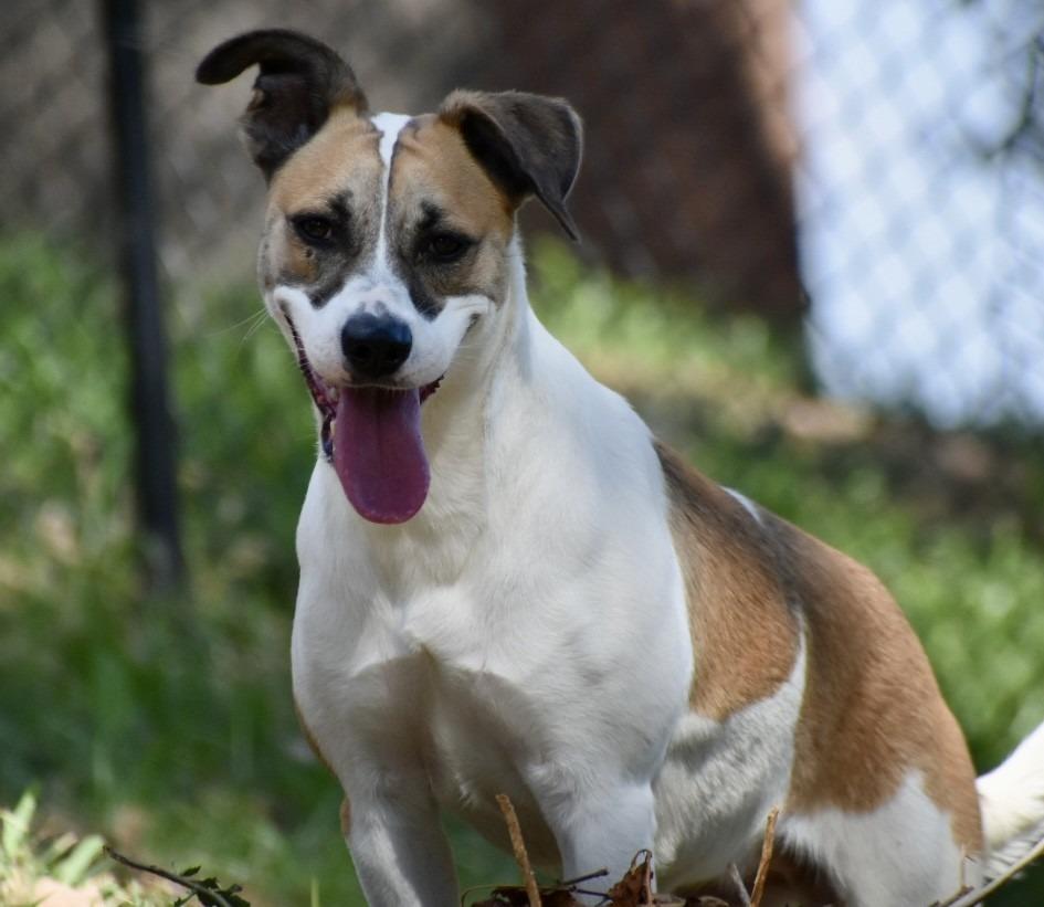 Wiggles, Adoptable, Adult Female Terrier & Mixed Breed.