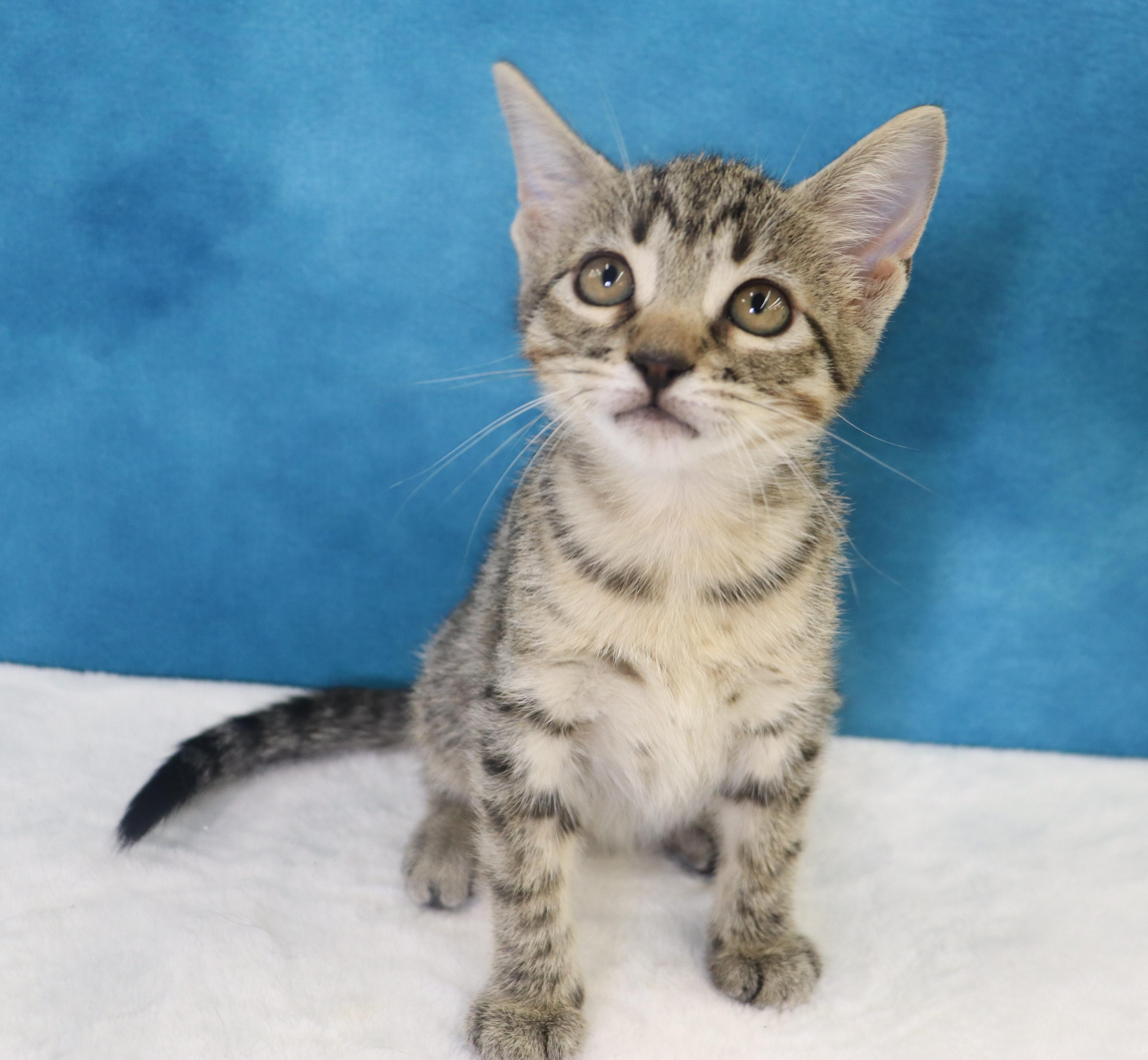 Enlarge Migas - Adoption Pending, an adopted mixed breed in League City, TX image 1/6