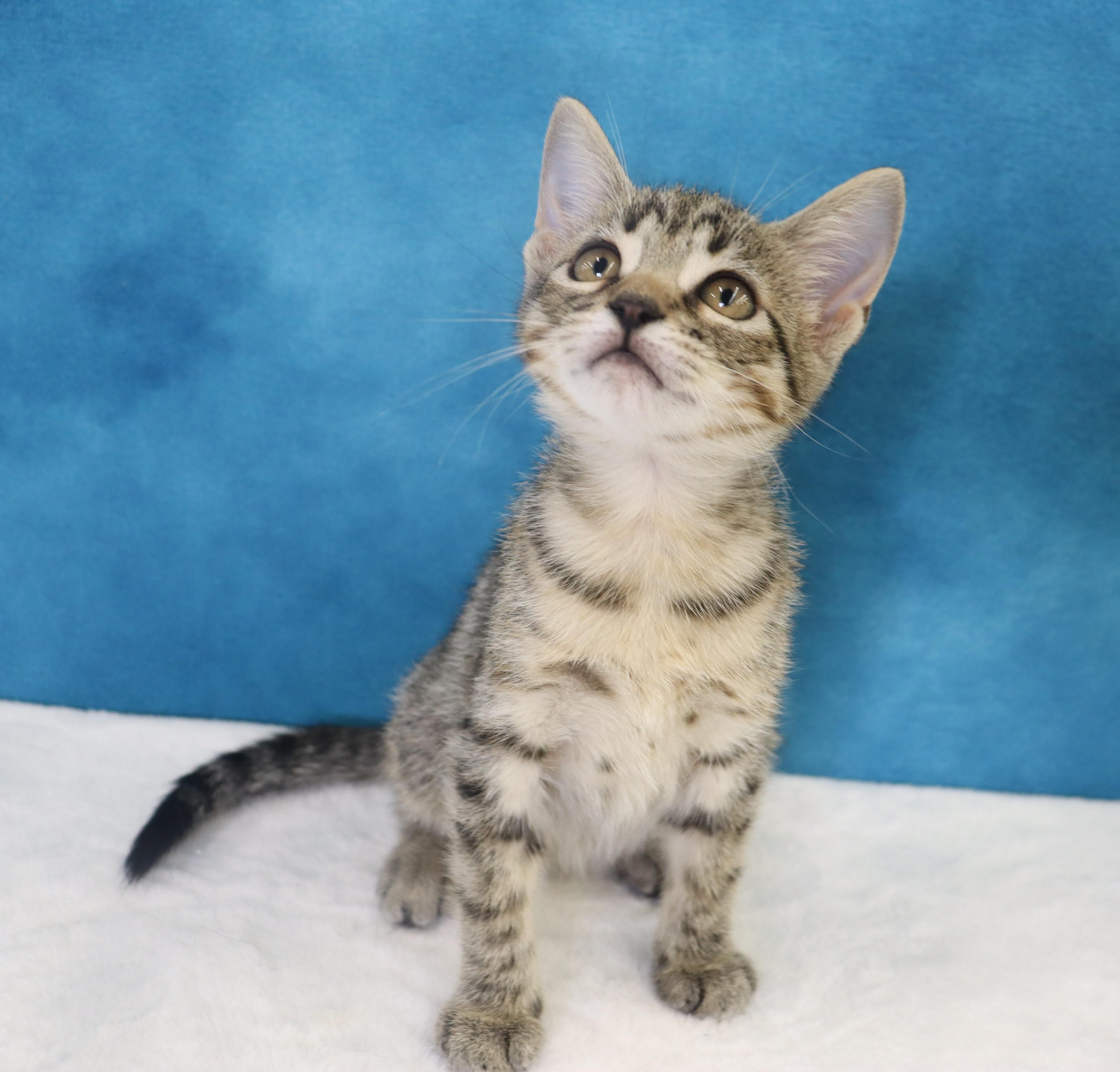 Enlarge Migas - Adoption Pending, an adopted mixed breed in League City, TX image 6/6