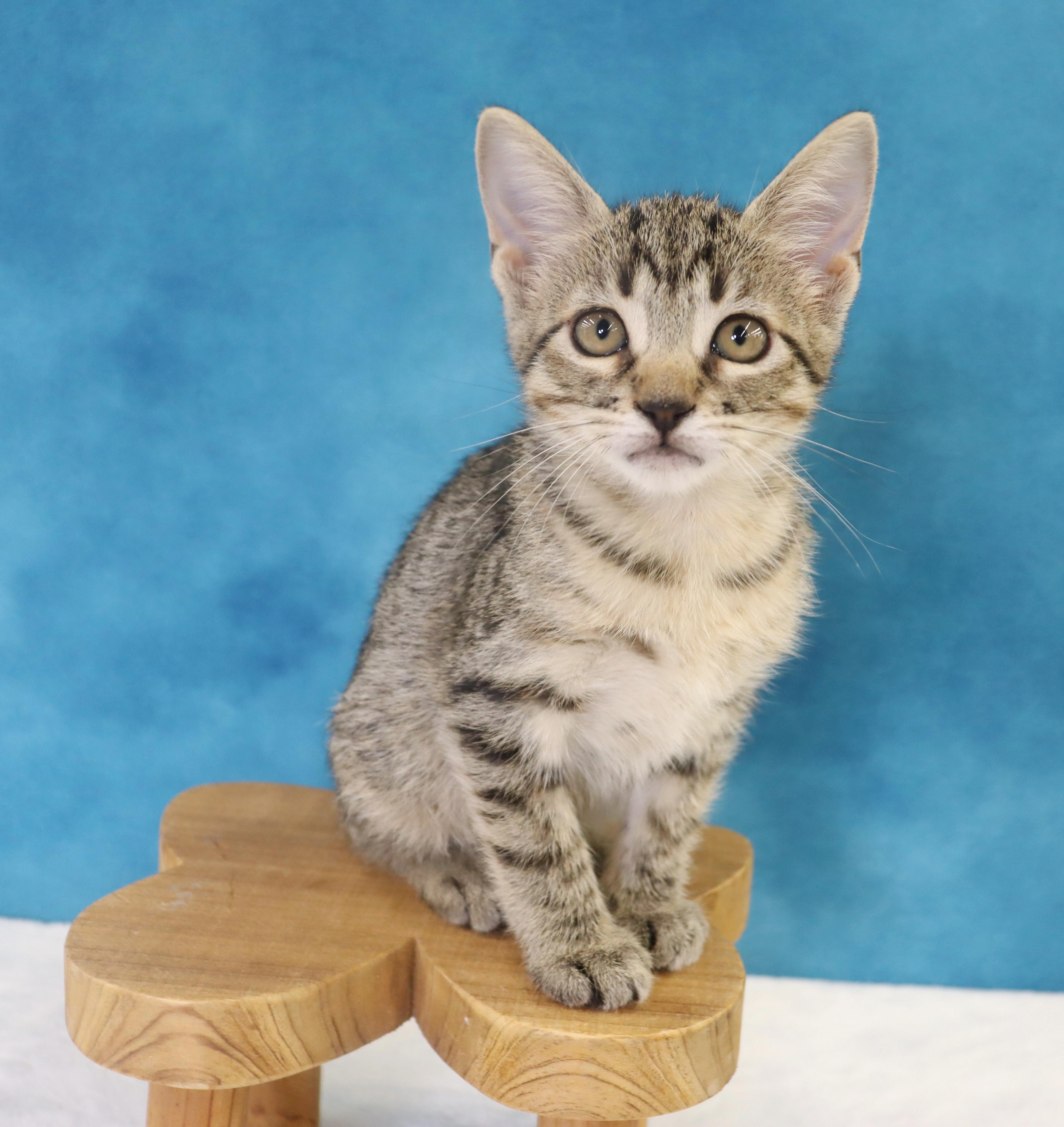 Enlarge Migas - Adoption Pending, an adopted mixed breed in League City, TX image 5/6