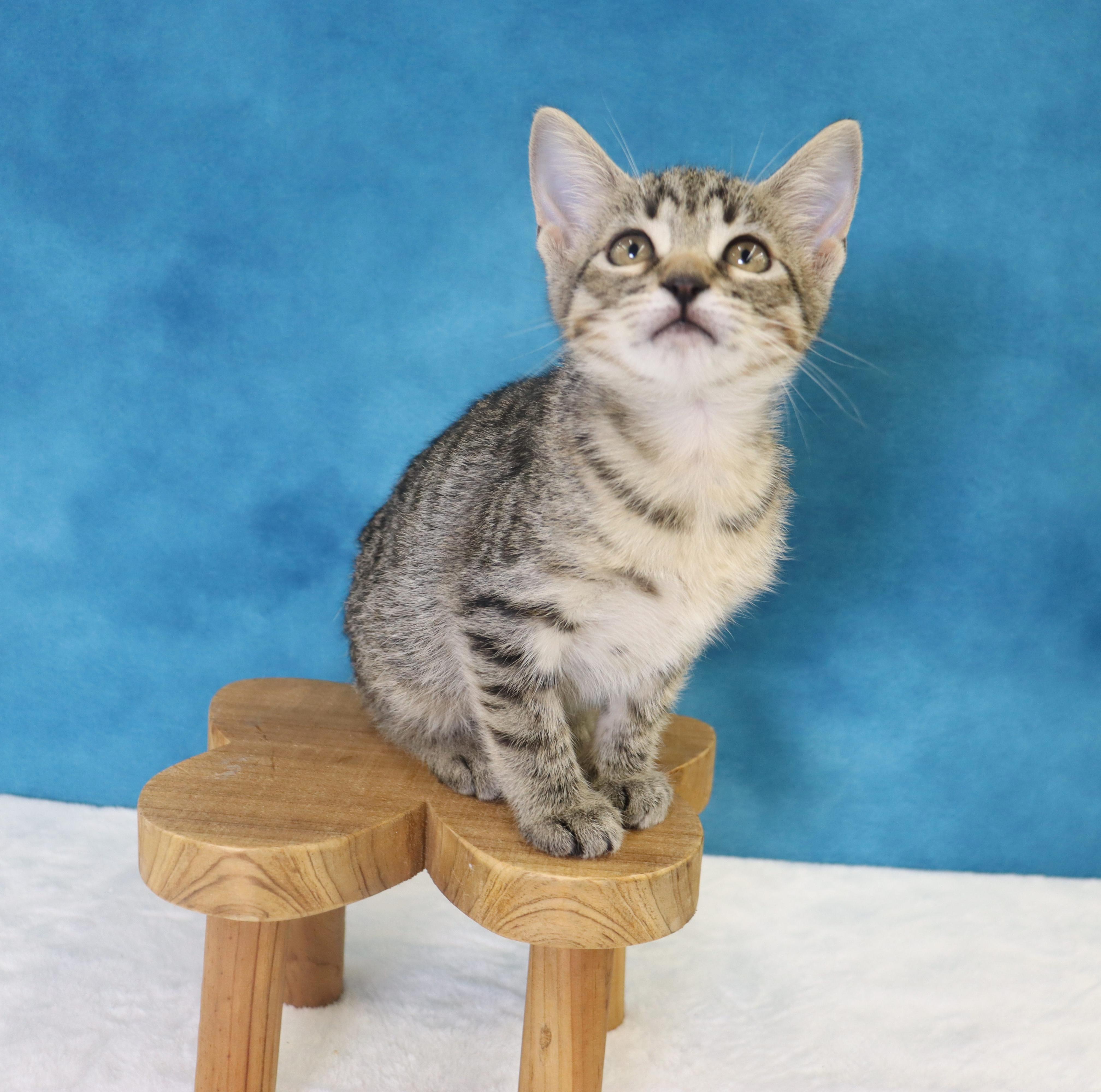 Enlarge Migas - Adoption Pending, an adopted mixed breed in League City, TX image 2/6