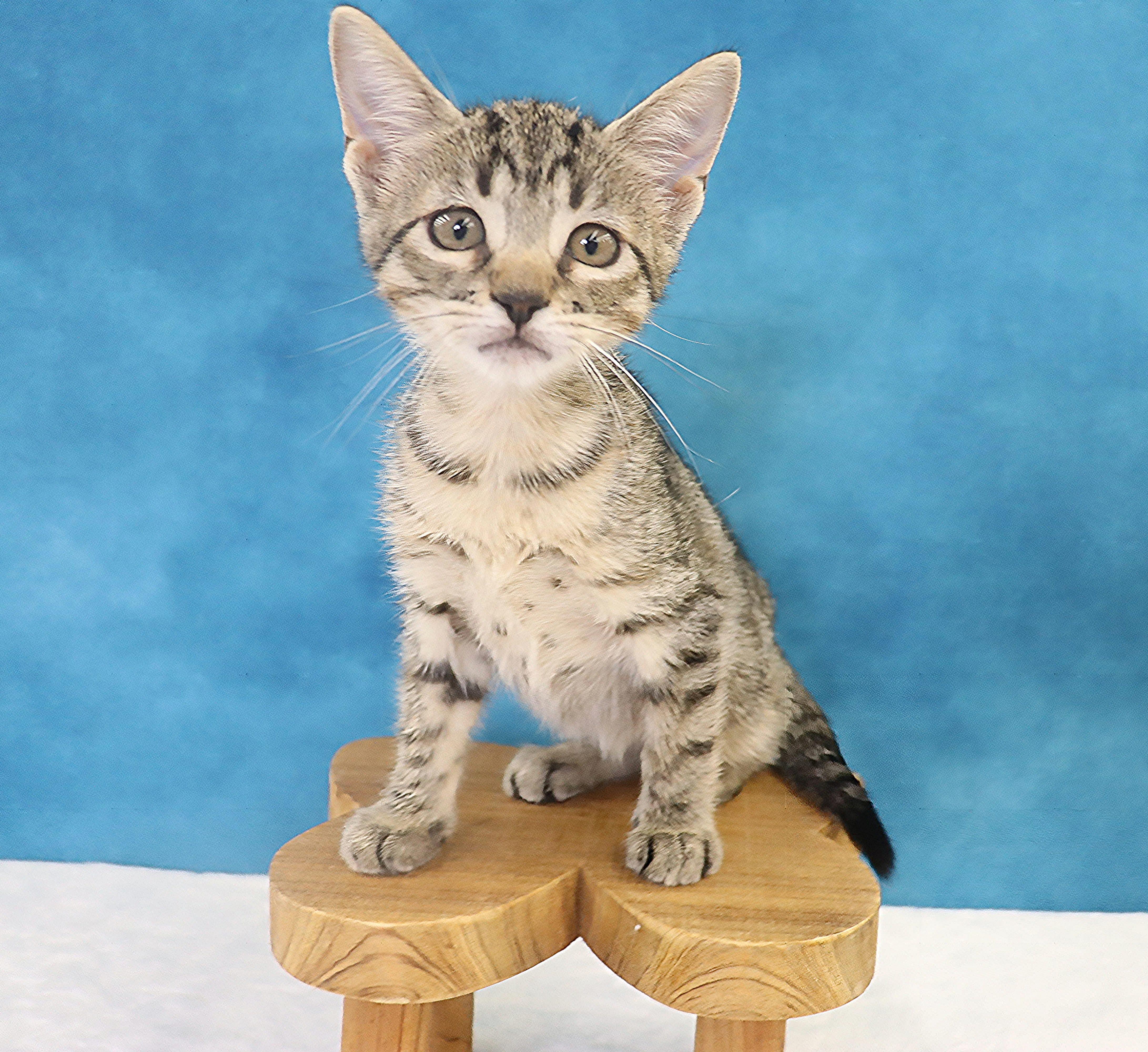 Enlarge Migas - Adoption Pending, an adopted mixed breed in League City, TX image 4/6