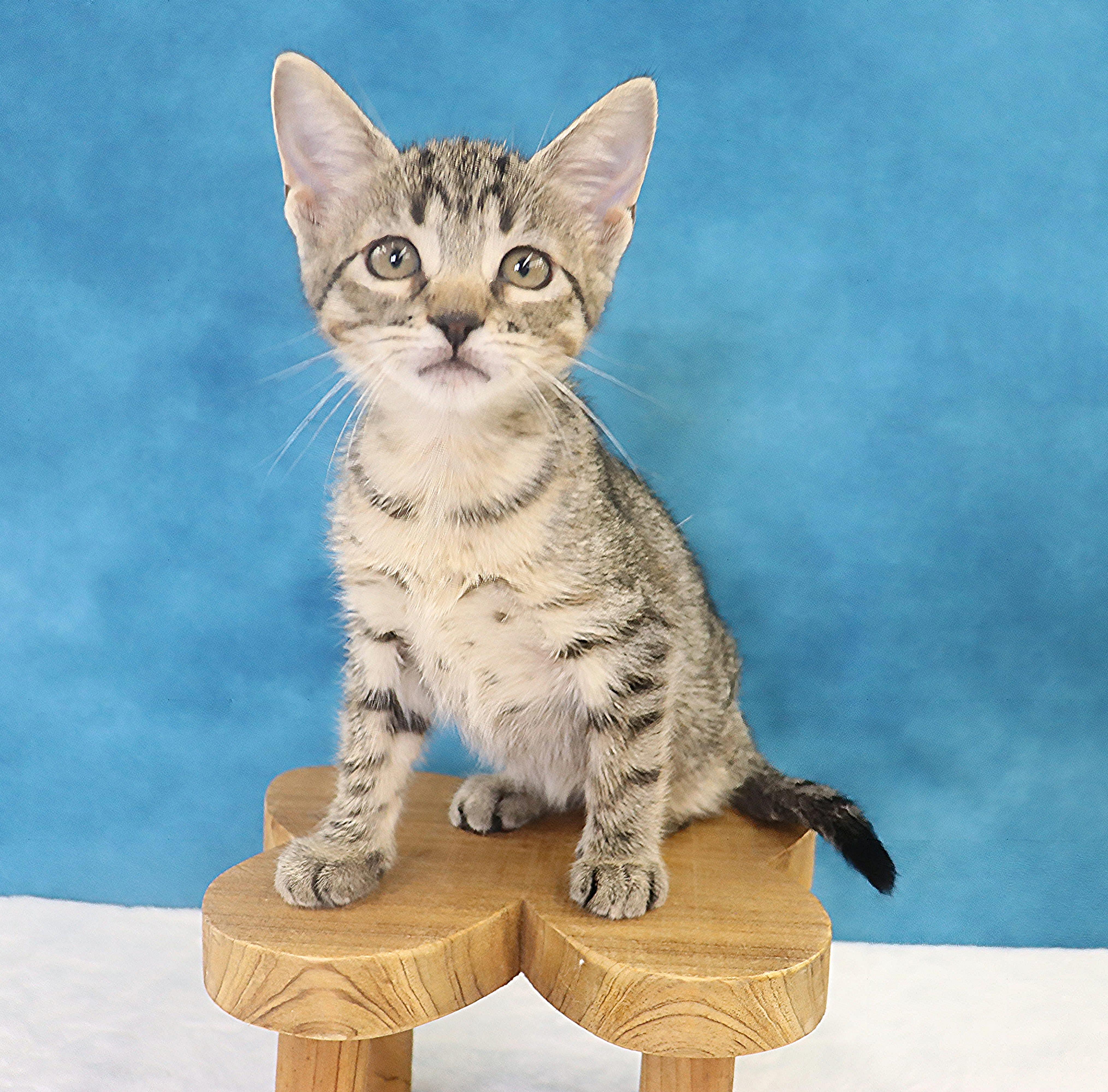 Enlarge Migas - Adoption Pending, an adopted mixed breed in League City, TX image 3/6