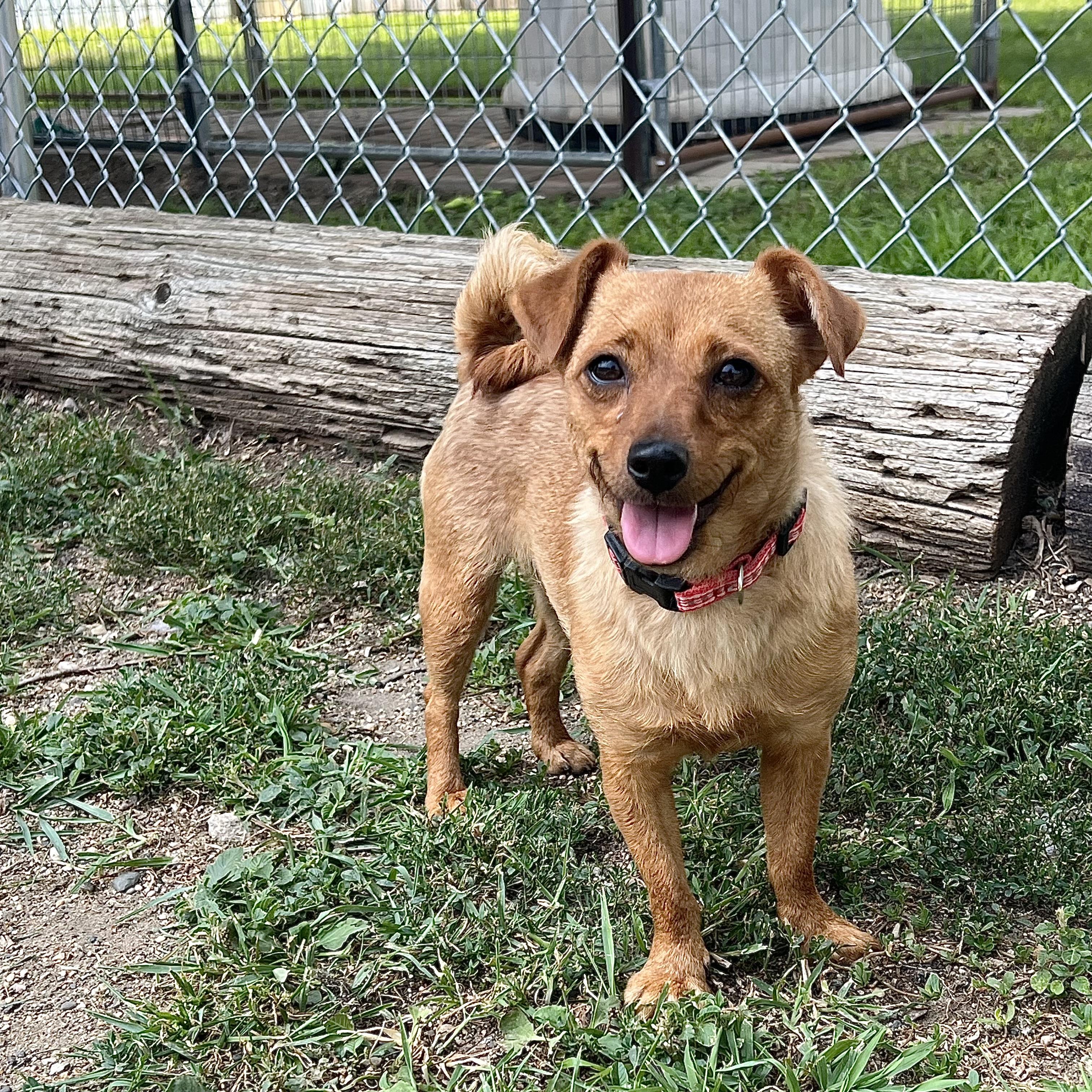 Honey - NO FEE (Sponsored by Hawkins Chevrolet), a ADOPTABLE mixed breed in Fairmont, MN image 1/6