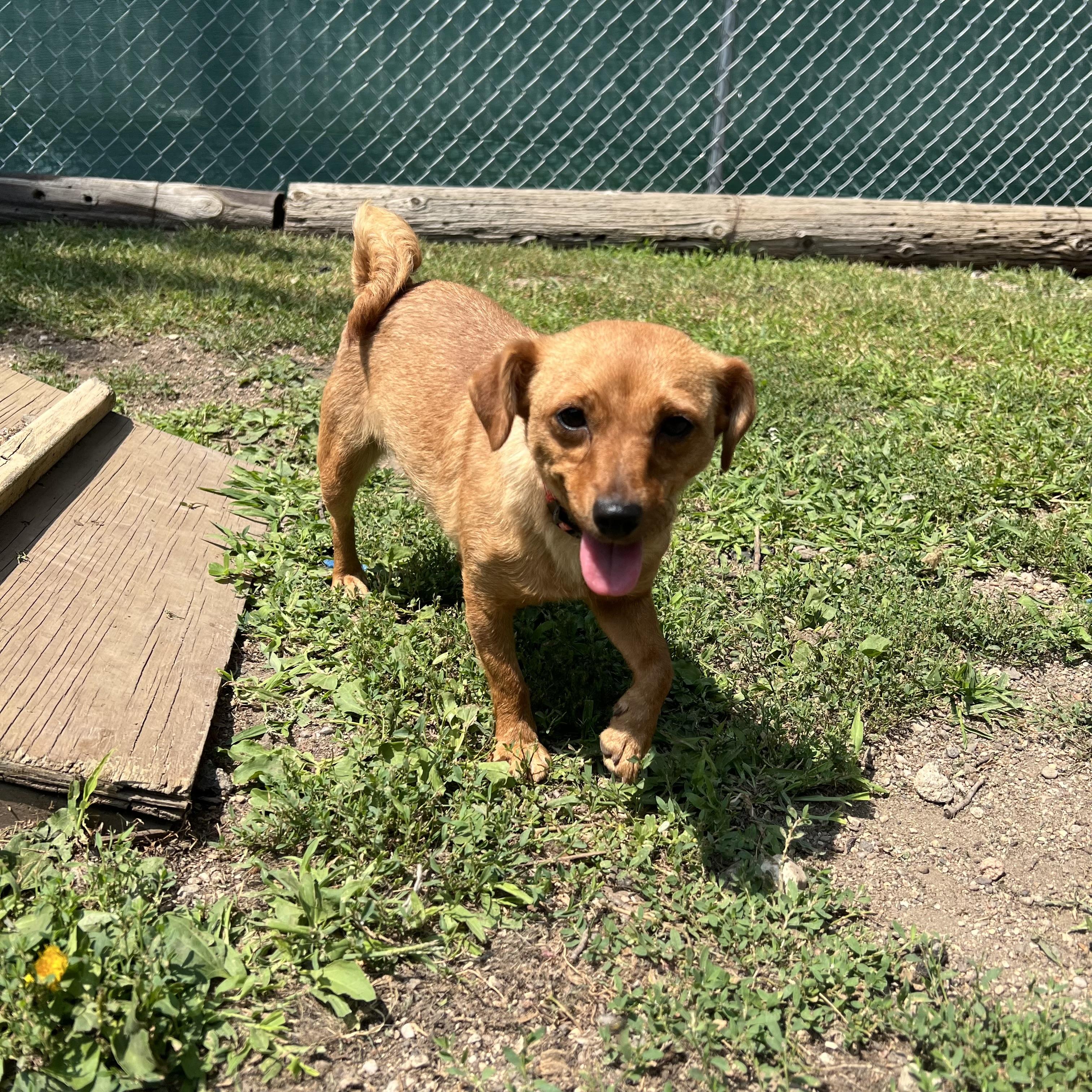 Honey - NO FEE (Sponsored by Hawkins Chevrolet), a ADOPTABLE mixed breed in Fairmont, MN image 2/6