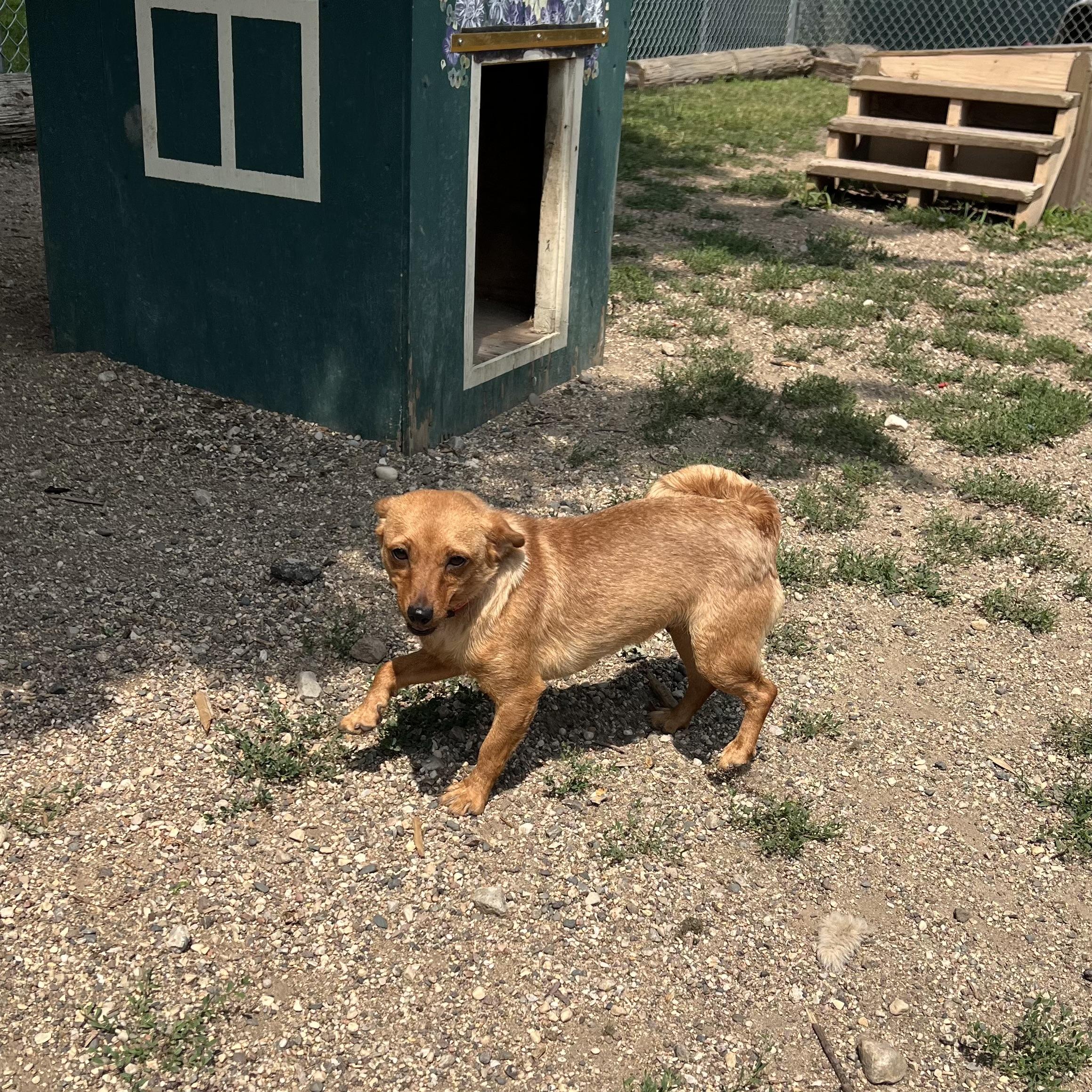 Honey - NO FEE (Sponsored by Hawkins Chevrolet), a ADOPTABLE mixed breed in Fairmont, MN image 6/6