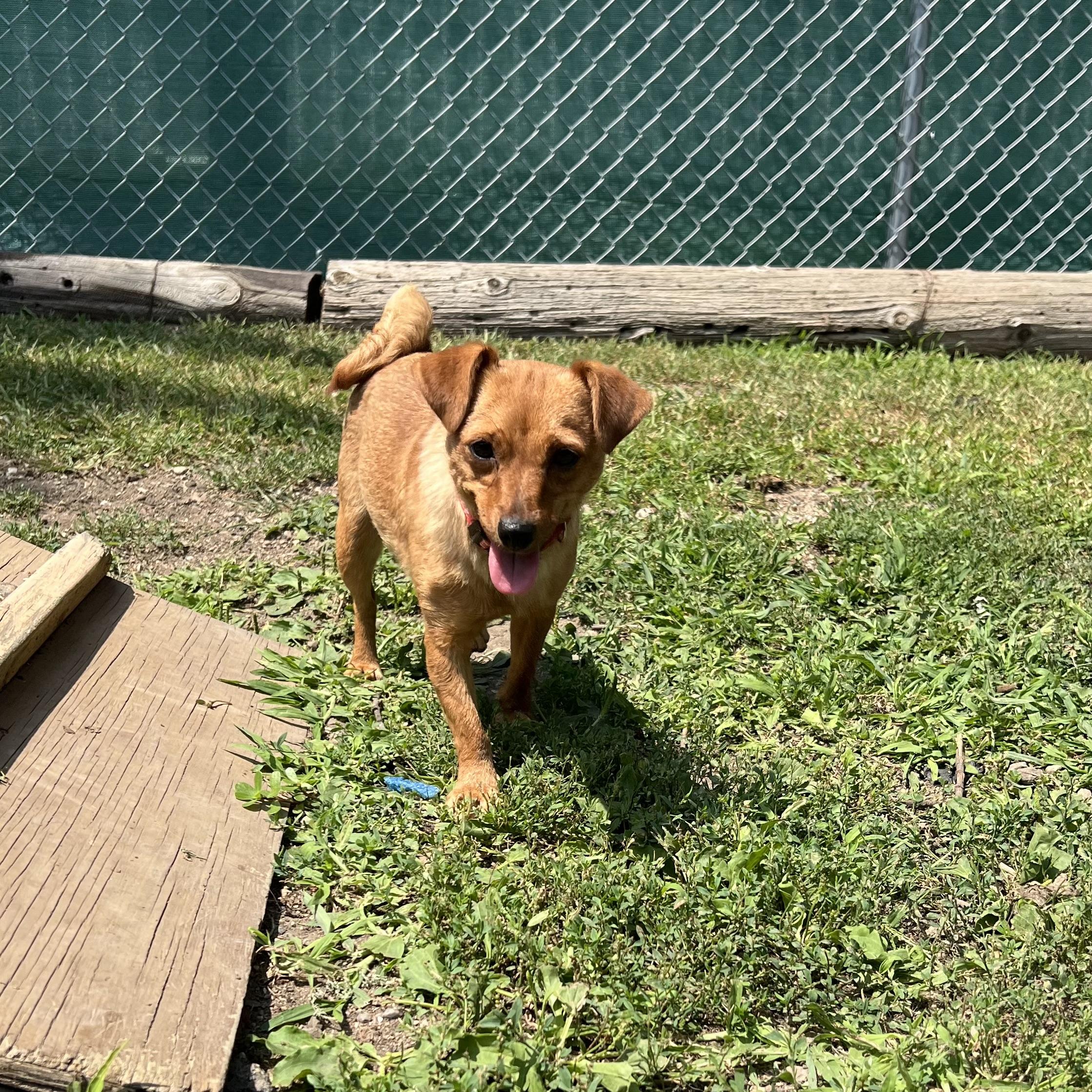 Honey - NO FEE (Sponsored by Hawkins Chevrolet), a ADOPTABLE mixed breed in Fairmont, MN image 4/6