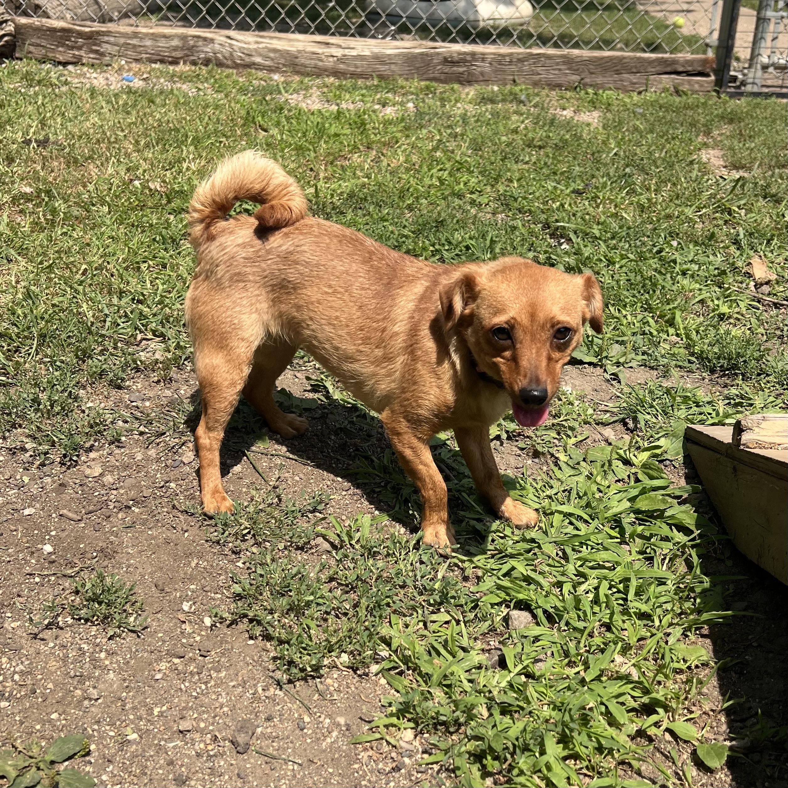 Honey - NO FEE (Sponsored by Hawkins Chevrolet), a ADOPTABLE mixed breed in Fairmont, MN image 5/6