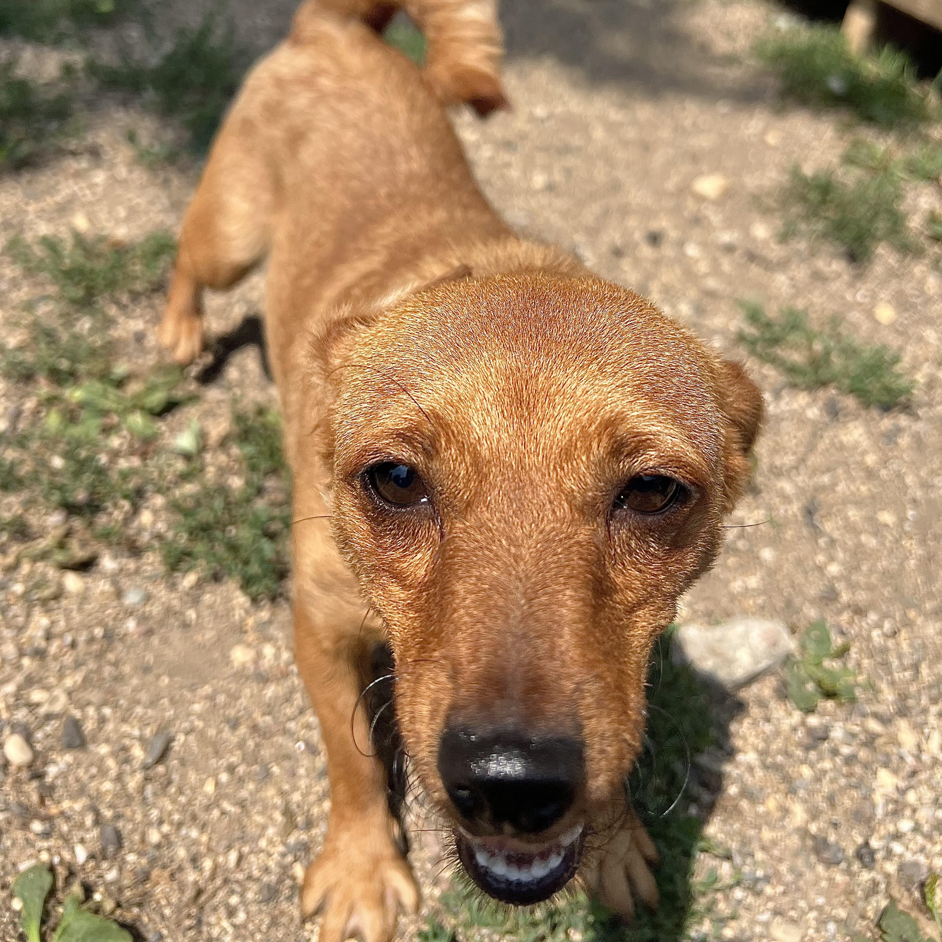 Honey - NO FEE (Sponsored by Hawkins Chevrolet), a ADOPTABLE mixed breed in Fairmont, MN image 3/6