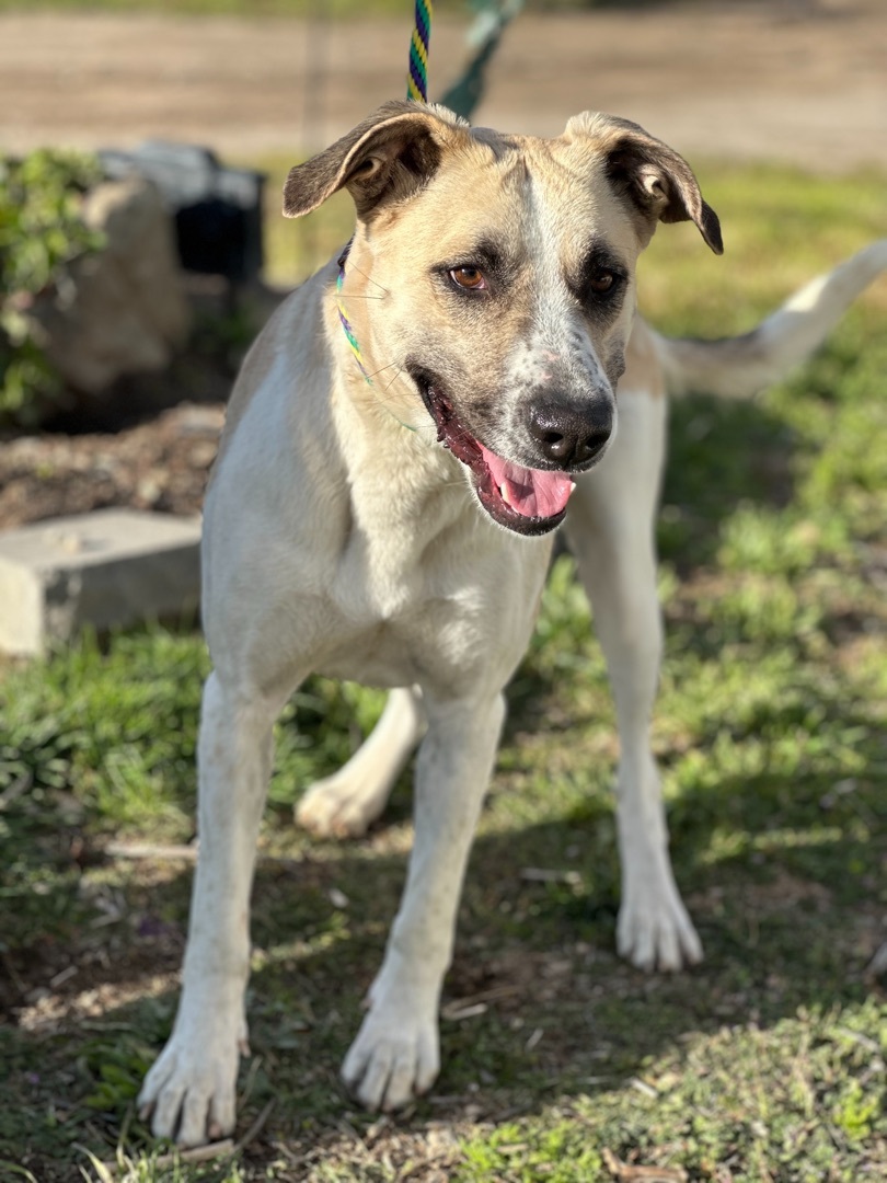 Enlarge Sunny, a Adoptable mixed breed in Ojai, CA image 3/4