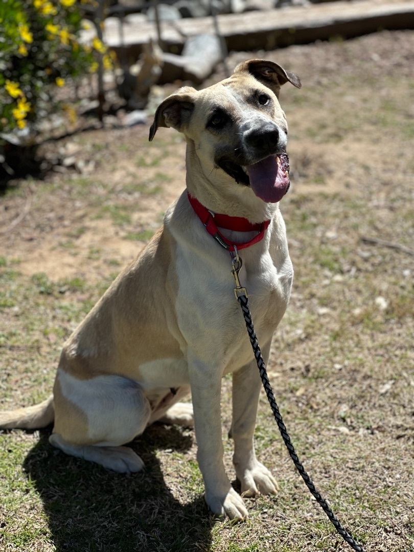 Enlarge Sunny, a Adoptable mixed breed in Ojai, CA image 2/4