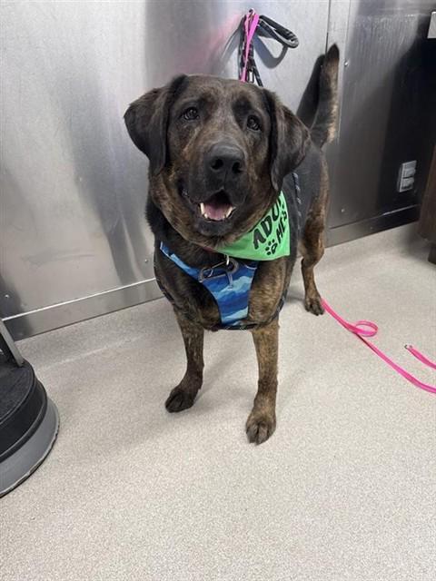 SHADOW, Adoptable, Adult Male Mastiff & Labrador Retriever.
