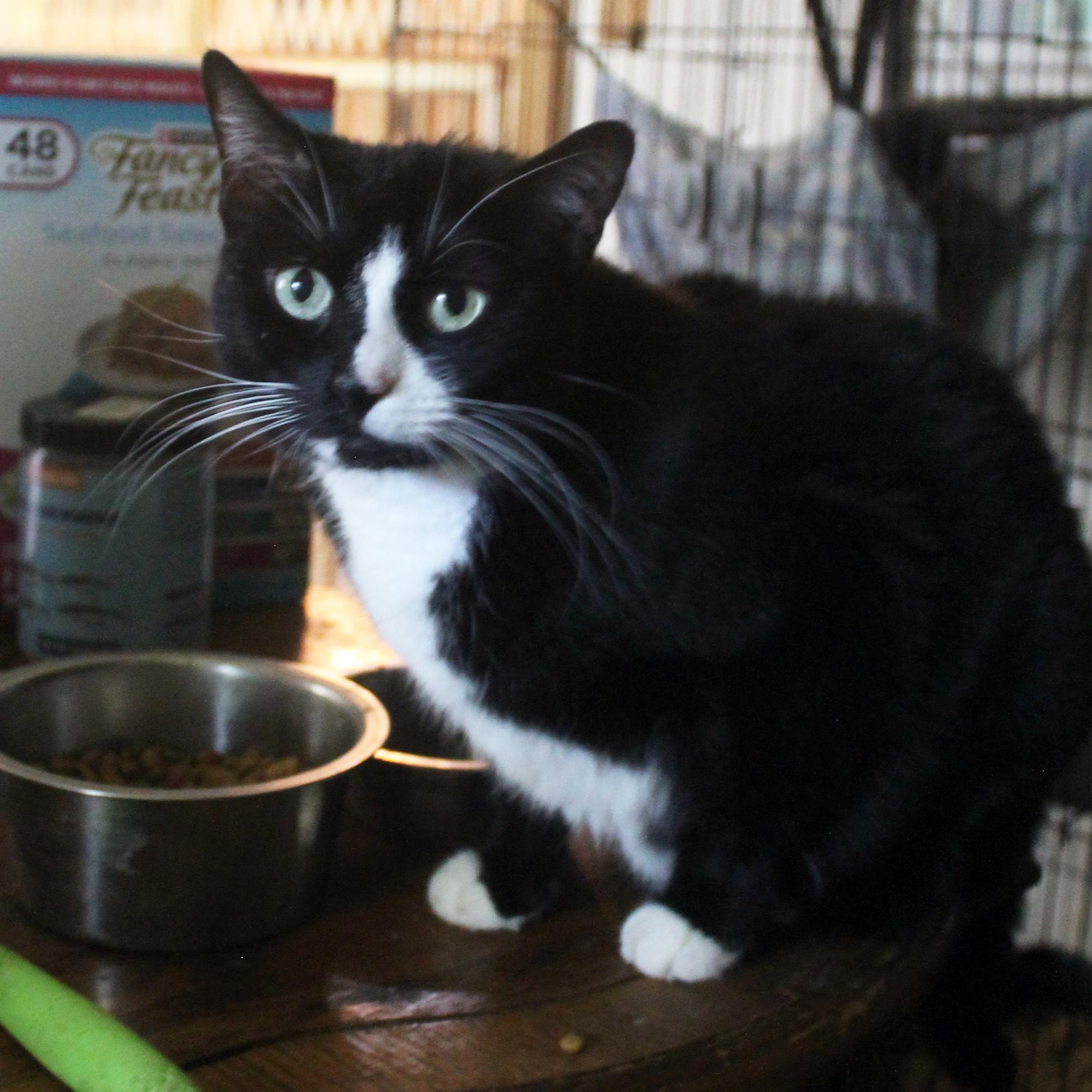 Skunk, Adoptable, Senior Male Domestic Short Hair.