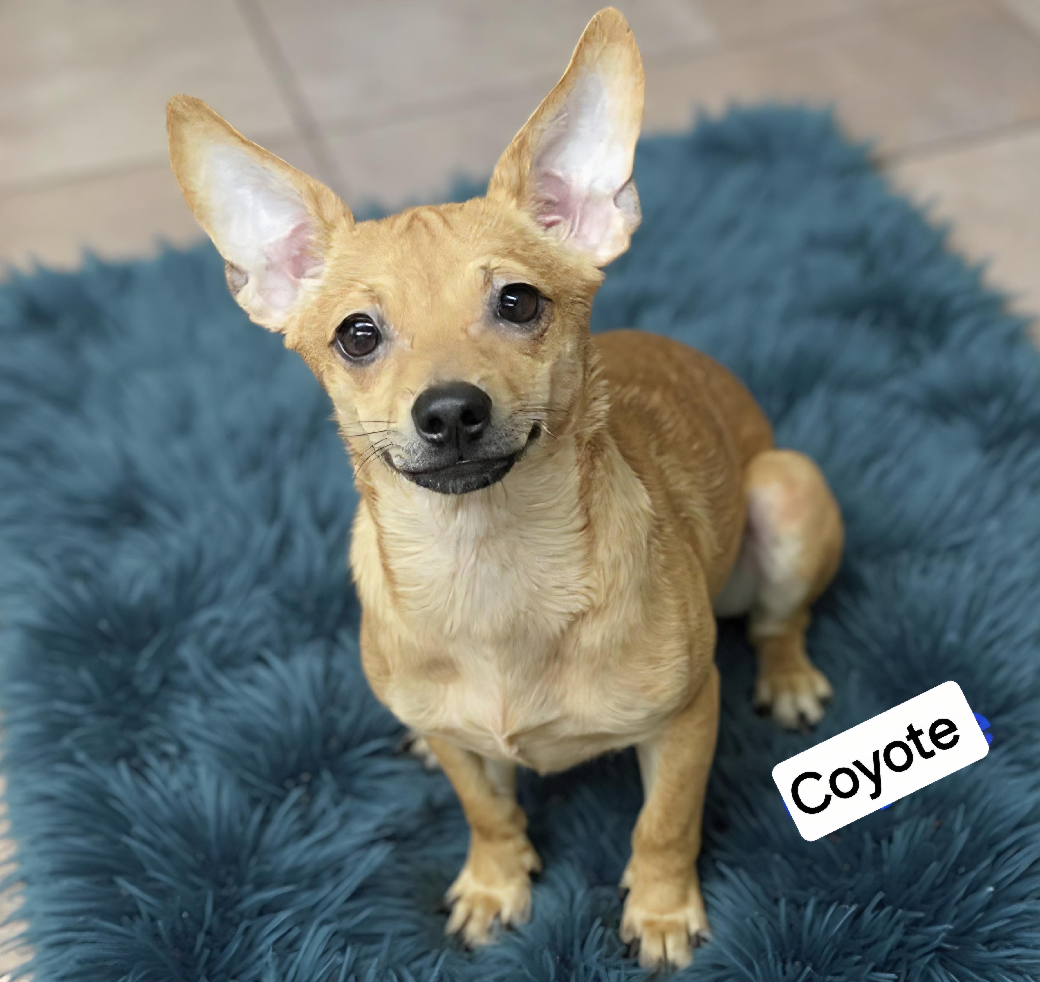 Coyote , ADOPTABLE, Puppy Male Chihuahua & Rat Terrier.