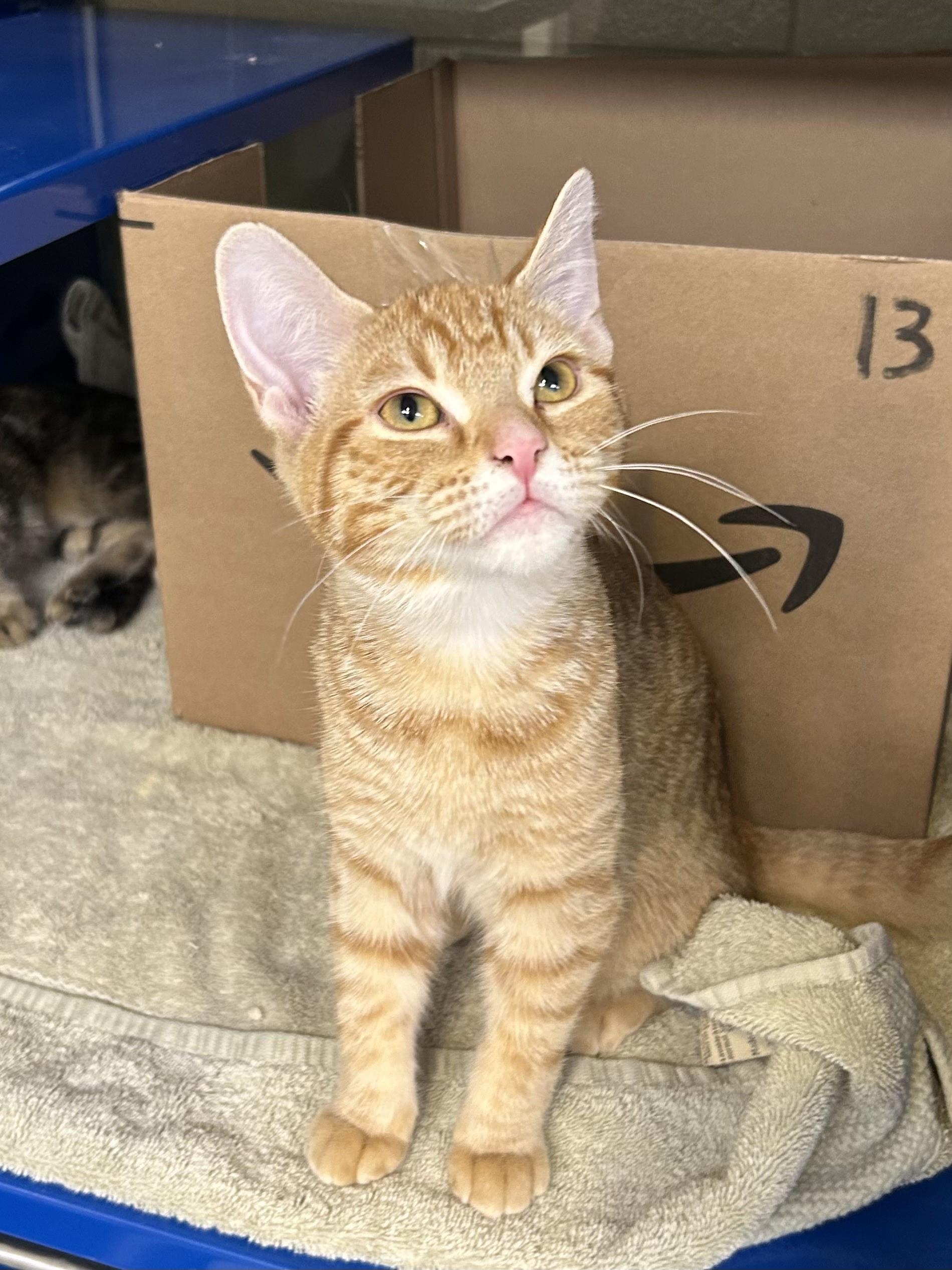 Eloise, Adoptable, Kitten Female Domestic Short Hair.
