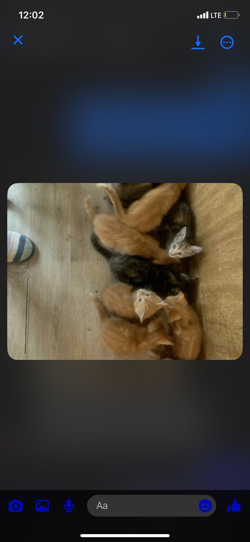Kittens avaiable