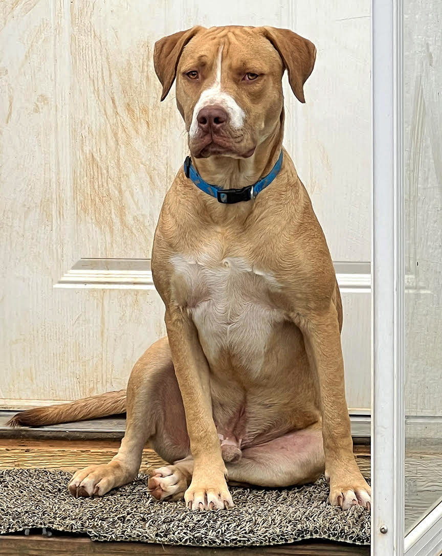 Enlarge Mr. Biggins, a Adopted mixed breed in Fredericksburg, VA image 4/4