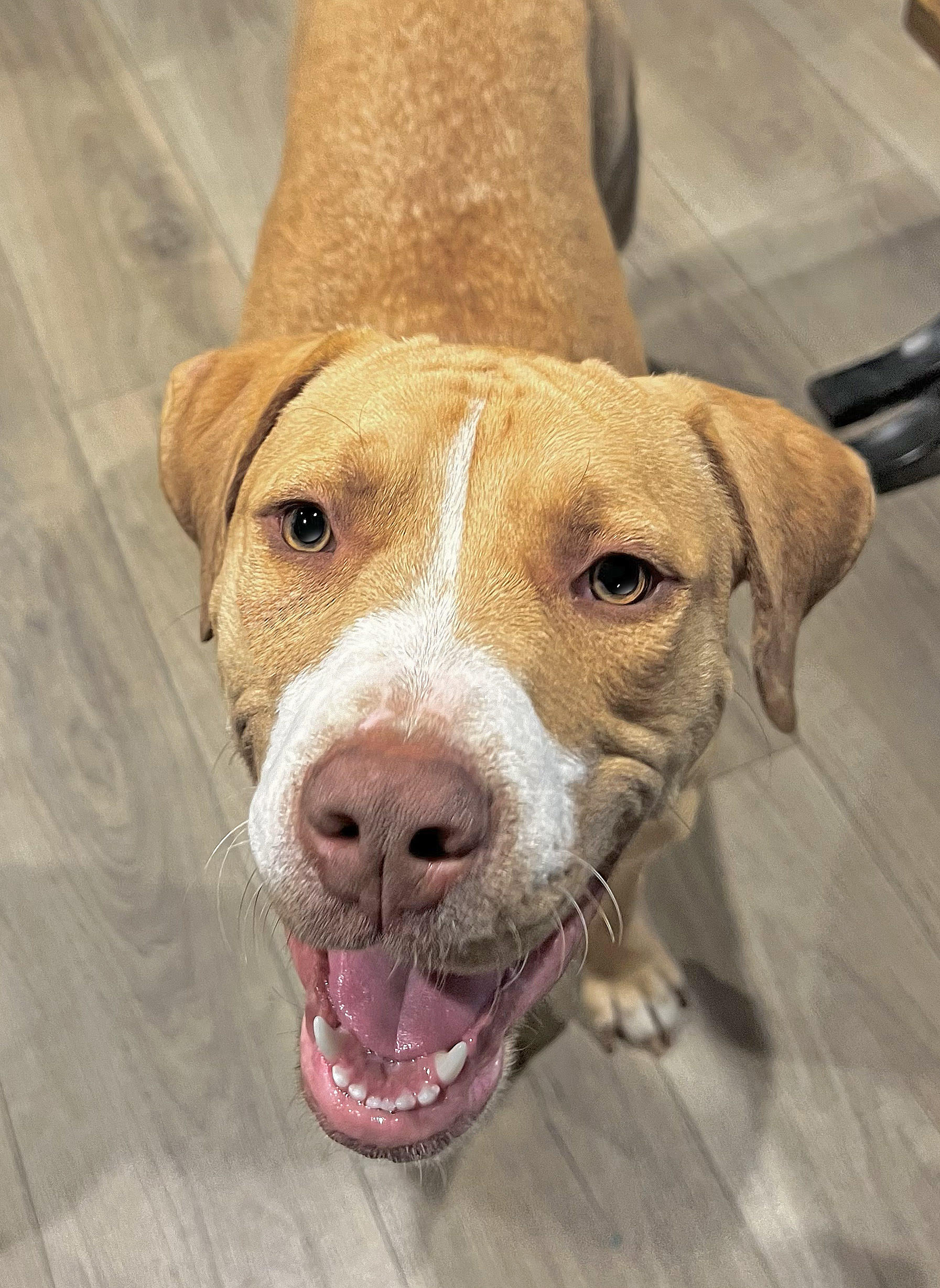 Enlarge Mr. Biggins, a Adopted mixed breed in Fredericksburg, VA image 2/4