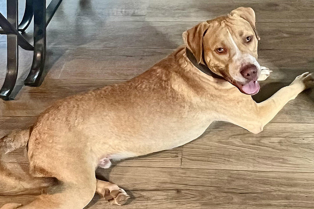 Enlarge Mr. Biggins, a Adopted mixed breed in Fredericksburg, VA image 1/4